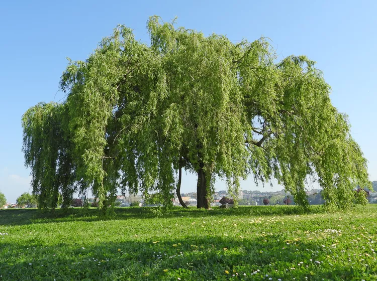 Bahçenize Bu Ağaçların Dikmeyin (3)