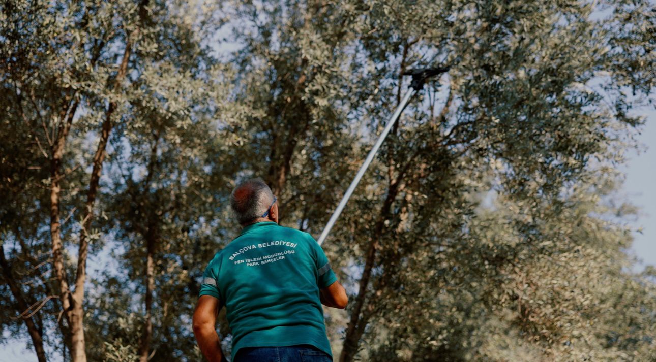 Balçova’da Zeytin Bereketi Halkın Sofrasına Dönüyor (2)