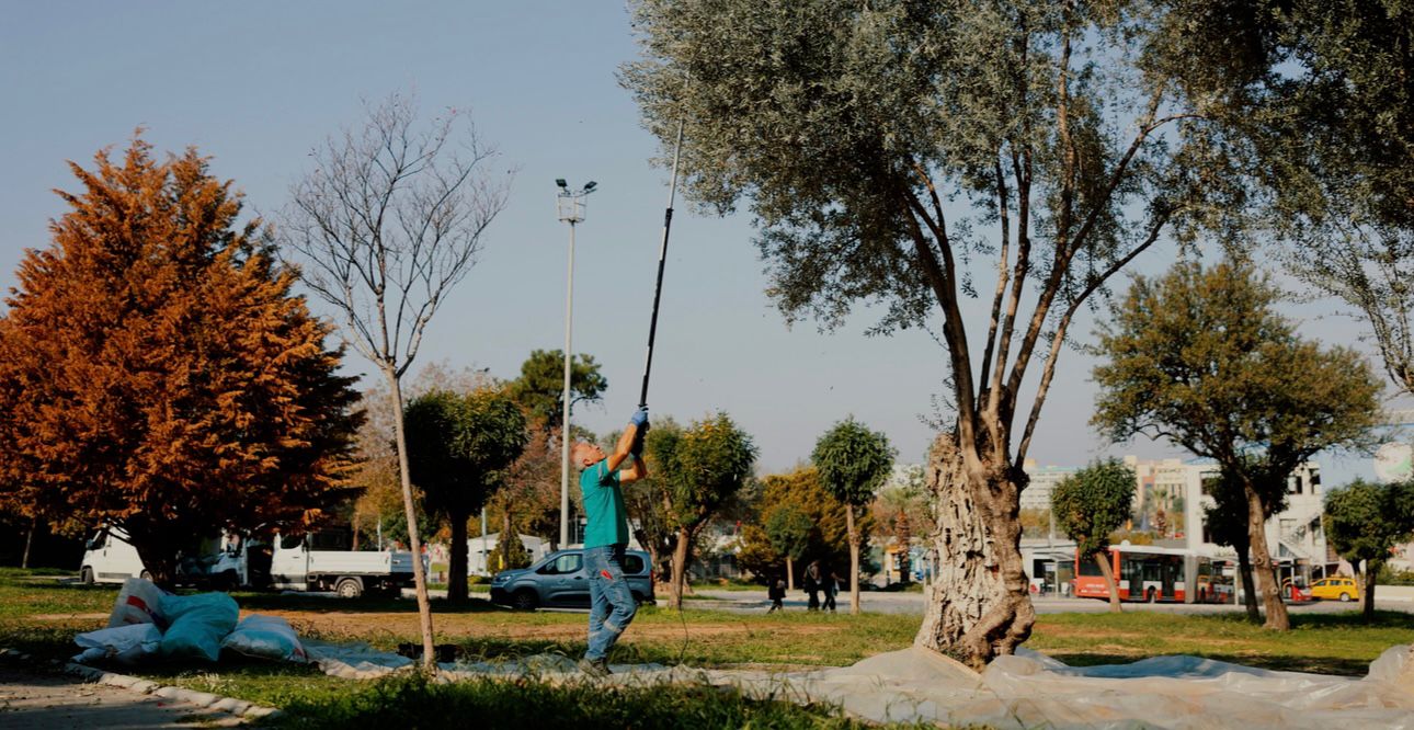 Balçova’da Zeytin Bereketi Halkın Sofrasına Dönüyor (3)