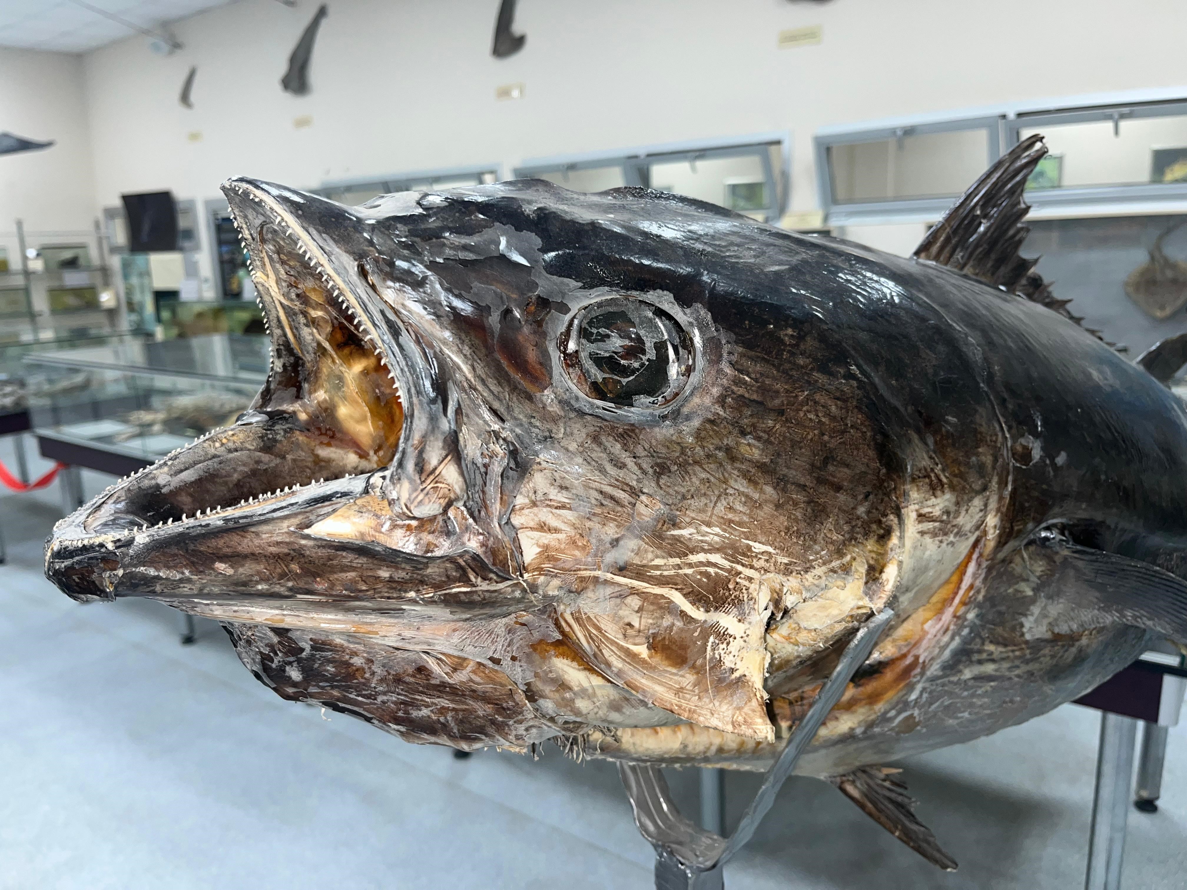 Balık Sevdası İzmir’de Müzeleşti (10)