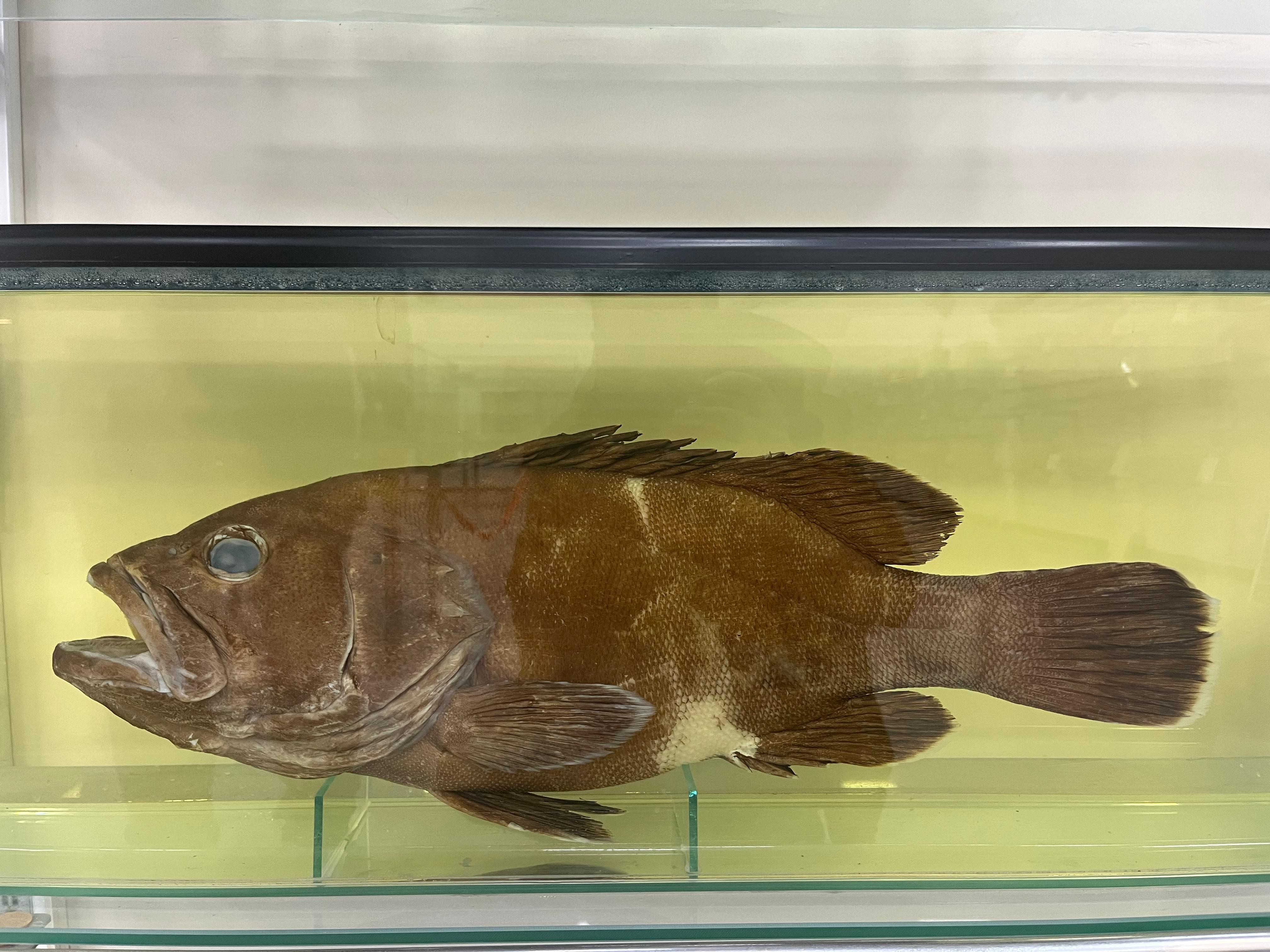 Balık Sevdası İzmir’de Müzeleşti (6)