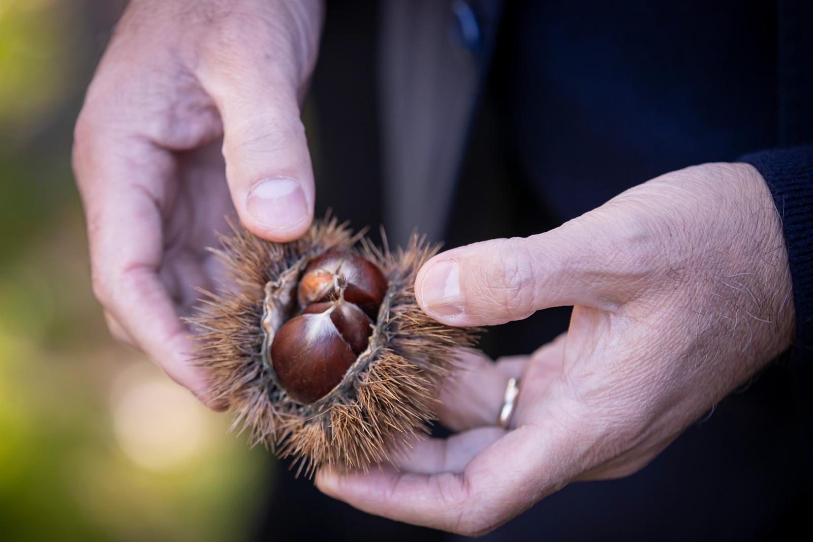 Başkan Tugay Beydağ’da Kestane Üreticisine Destek Sözü Verdi (1)