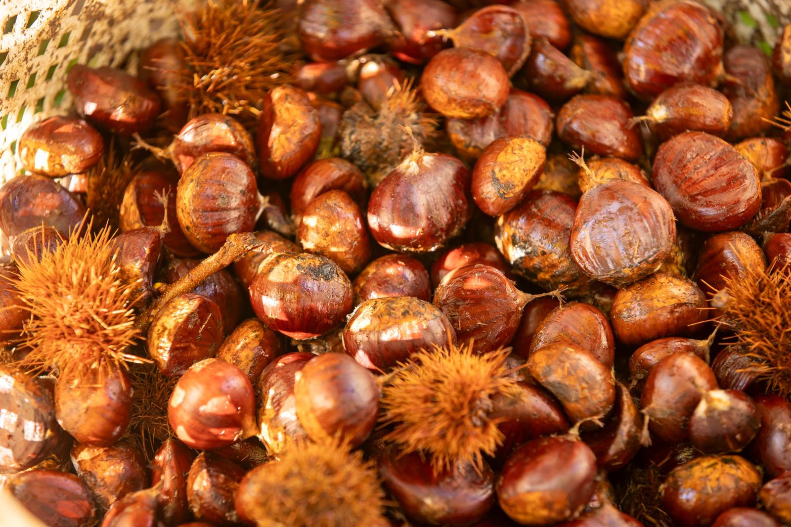 Başkan Tugay Beydağ’da Kestane Üreticisine Destek Sözü Verdi (9)