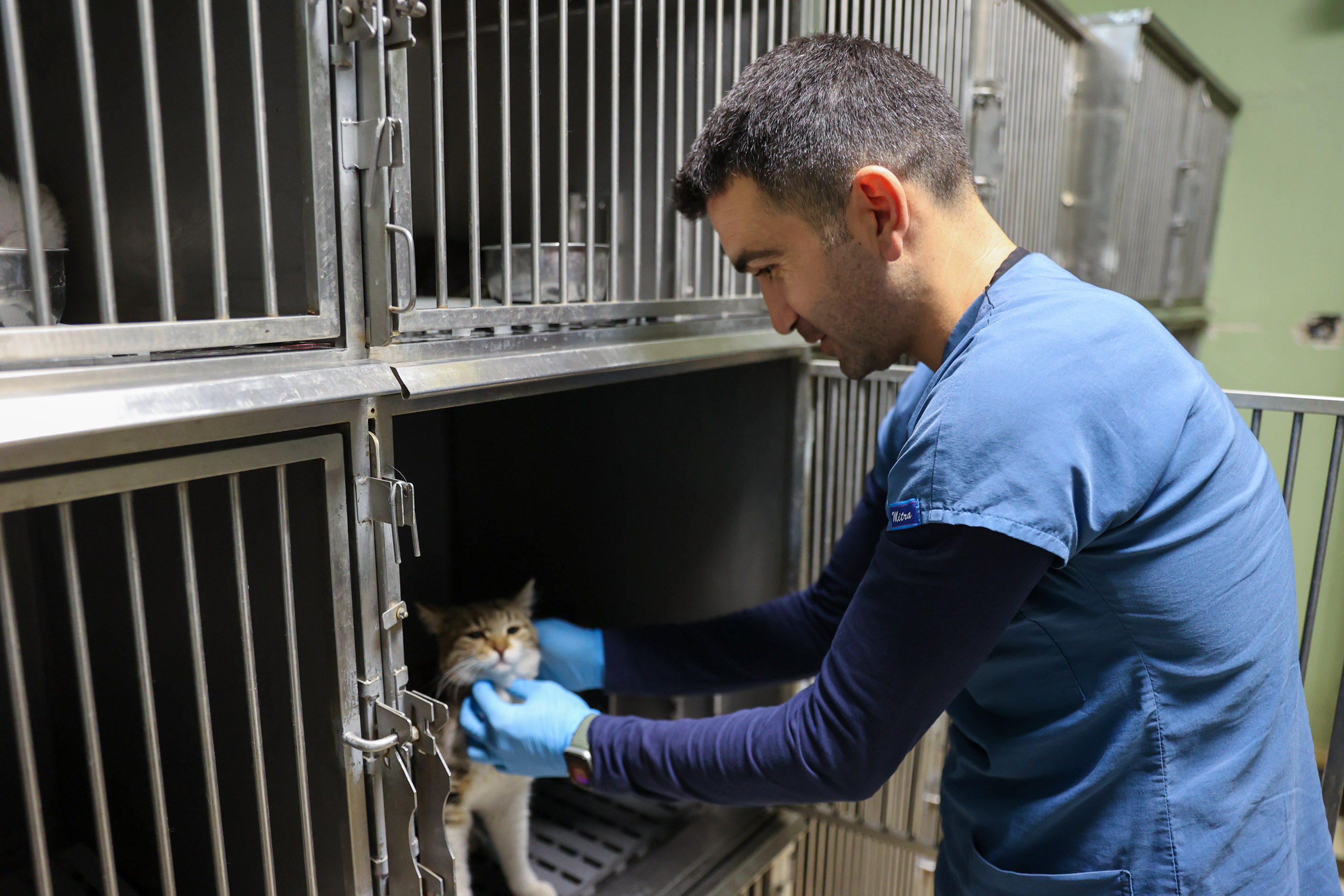 Can Dostlar Için Büyük Adım Buca’da 3 Bin 54 Kedi Kısırlaştırıldı (1)