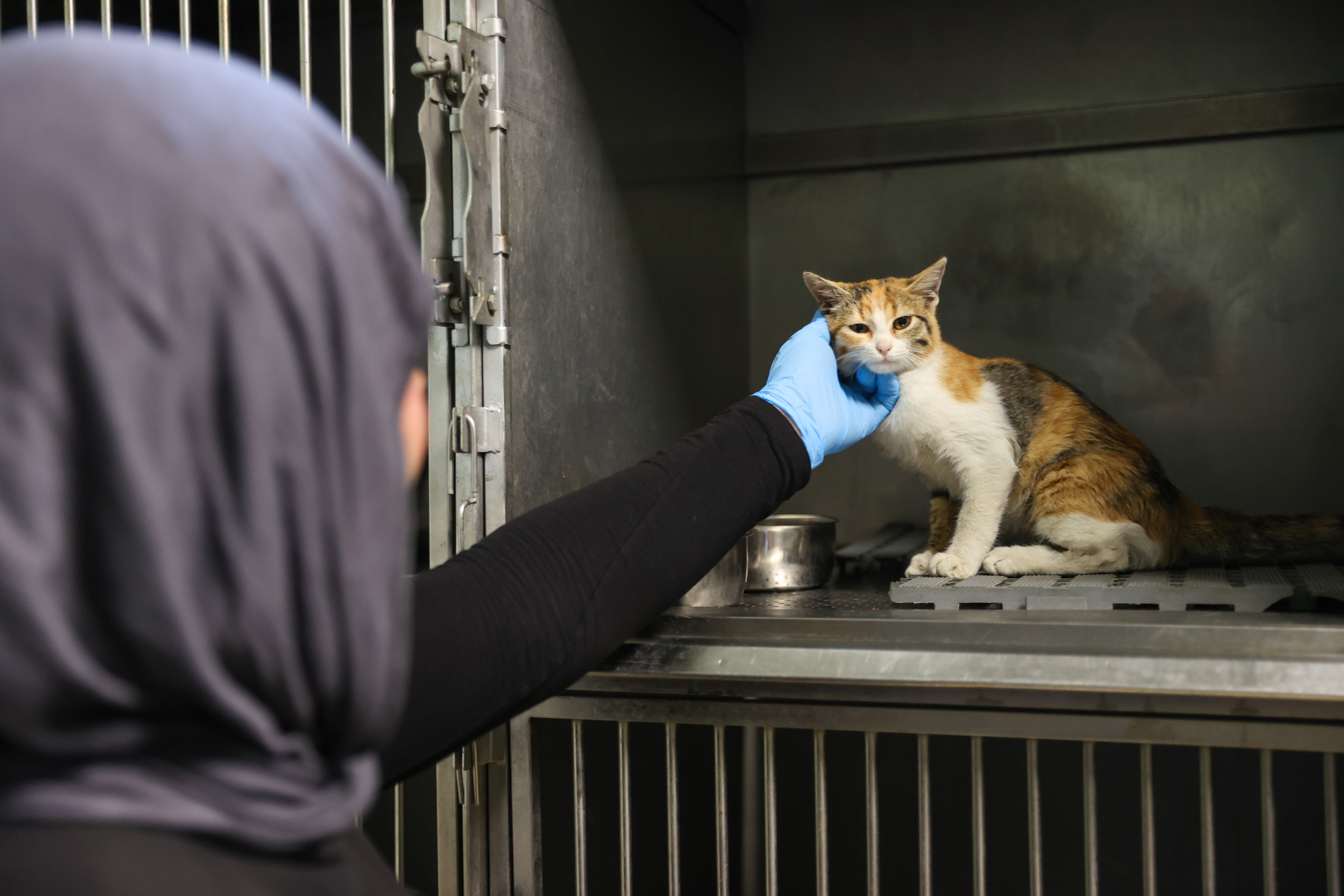 Can Dostlar Için Büyük Adım Buca’da 3 Bin 54 Kedi Kısırlaştırıldı (2)