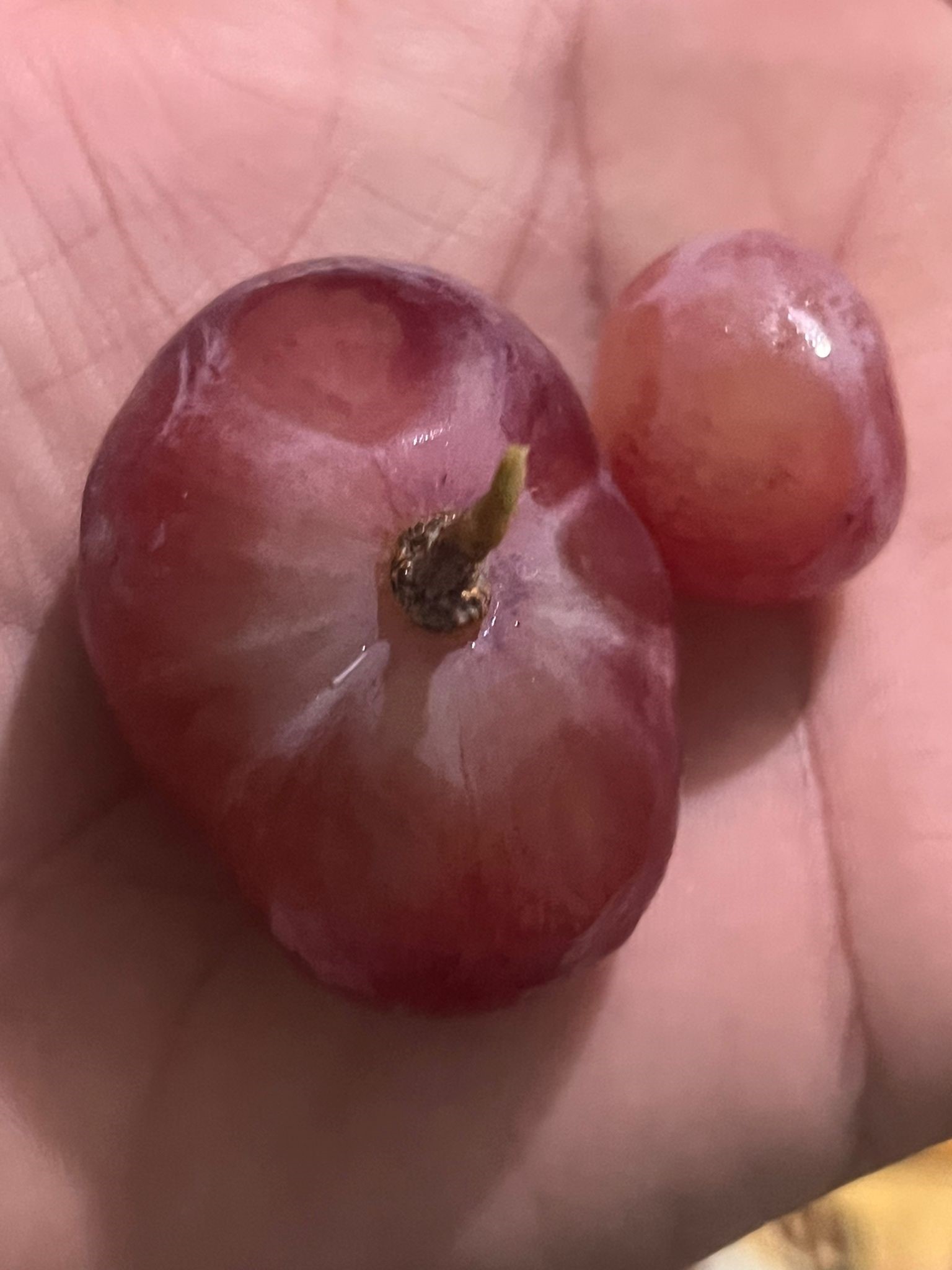 Dev Üzüm Tanesi Görenleri Şaşkına Çevirdi (2)