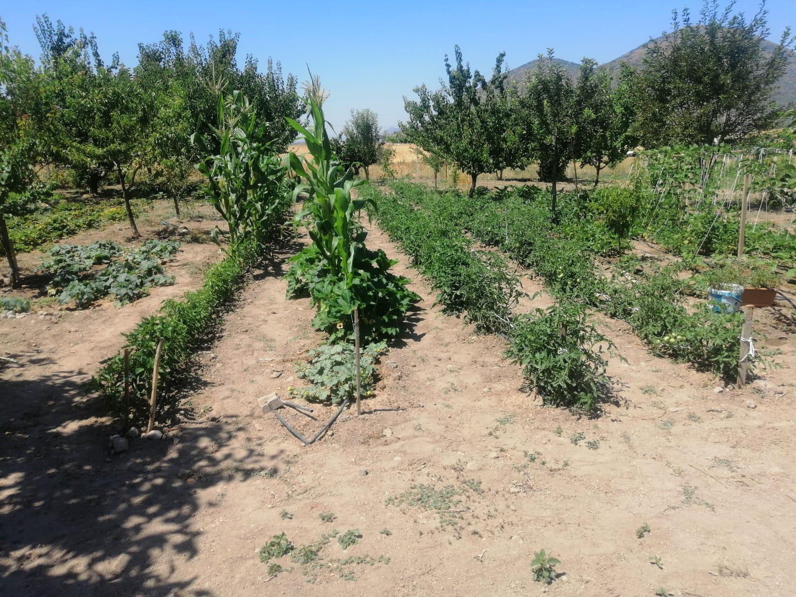 Efes Tarlası’ndan Çıkan Tohumlar Umut Oluyor! (2)