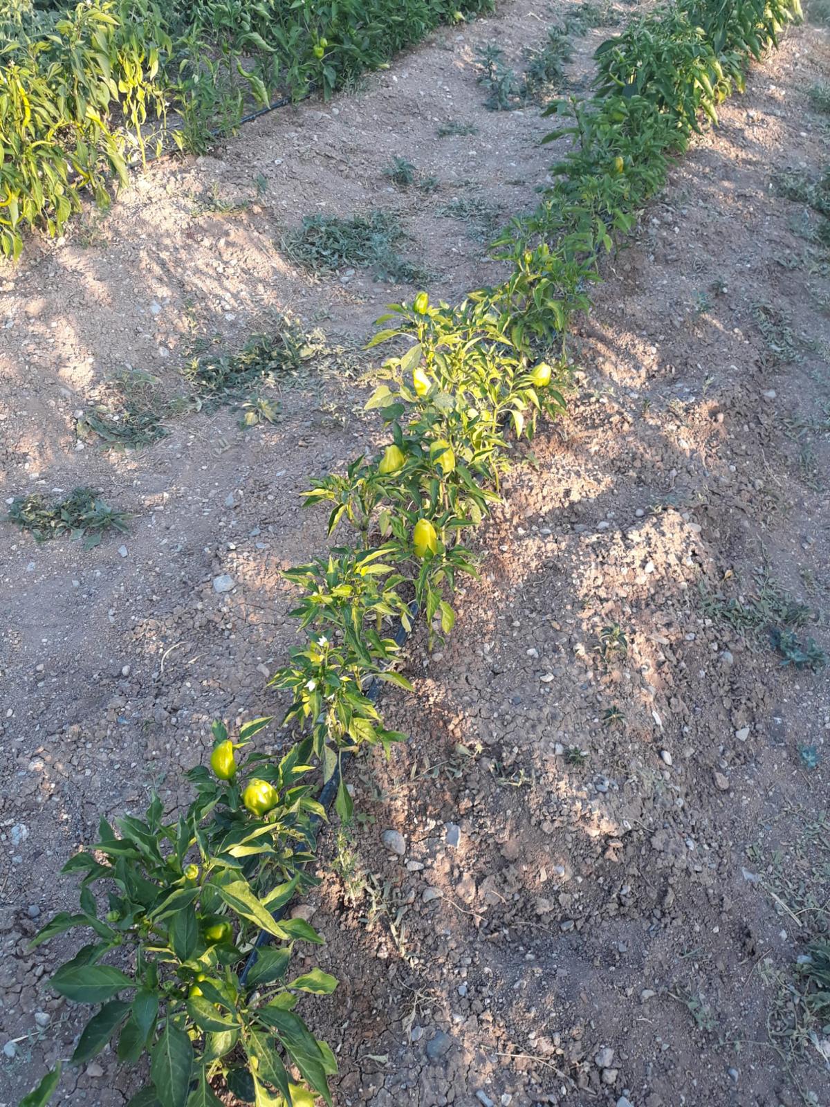 Efes Tarlası’ndan Çıkan Tohumlar Umut Oluyor! (3)