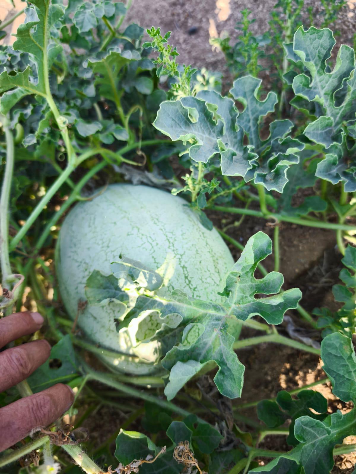 Efes Tarlası’ndan Çıkan Tohumlar Umut Oluyor! (5)