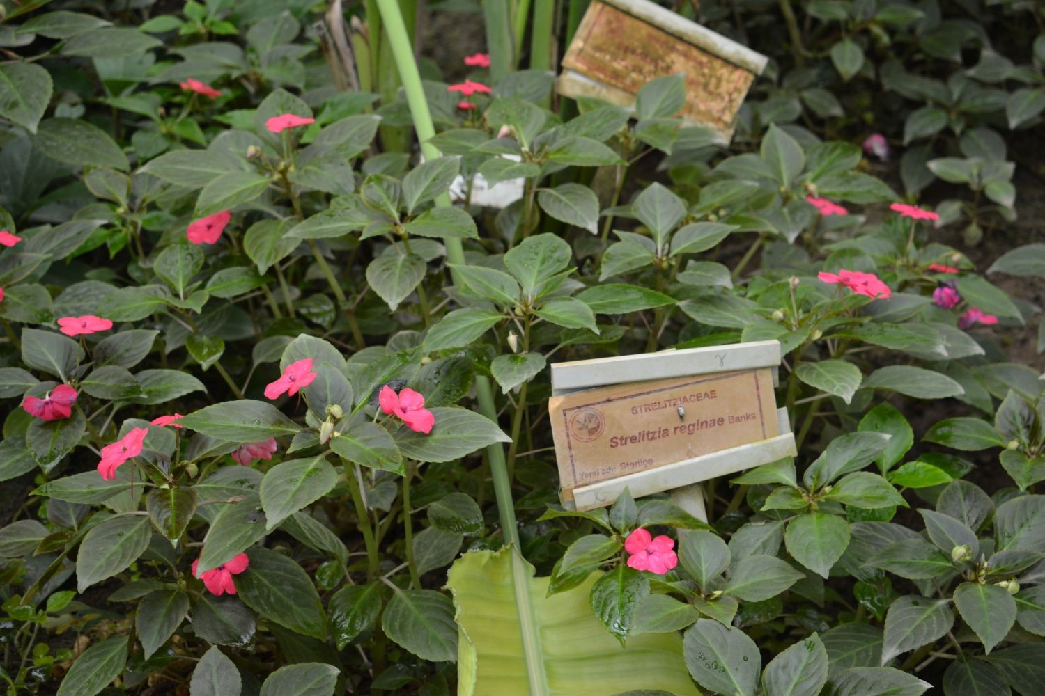 Ege Üniversitesi Botanik Bahçesi Şaşırtıyor! (1)