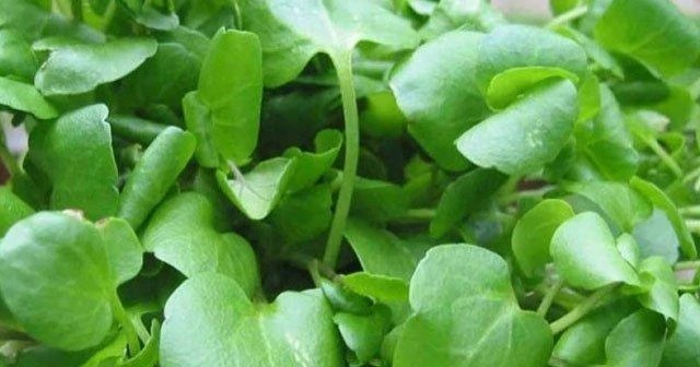 En Sağlıklı Sebze Belli Oldu Ispanak Ve Brokoliyi Geride Bıraktı! (1)