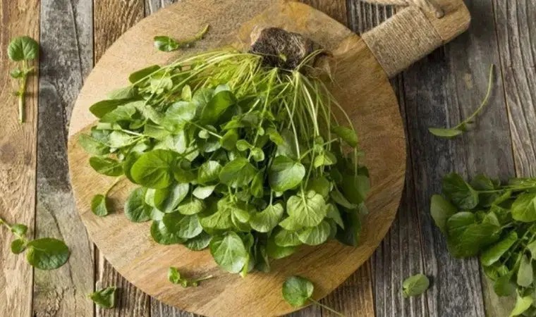 En Sağlıklı Sebze Belli Oldu Ispanak Ve Brokoliyi Geride Bıraktı! (3)