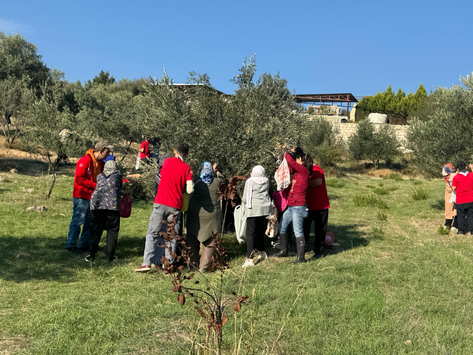 Engelli Yurttaşlar Ve Yakınları Zeytin Hasadında Buluştu (4)