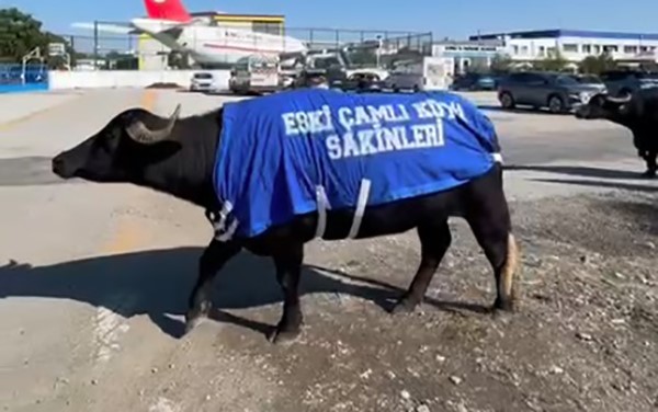 Güzelbahçe’de Mandalı Protesto Okul Sahibinden Ilginç Tepki (2)