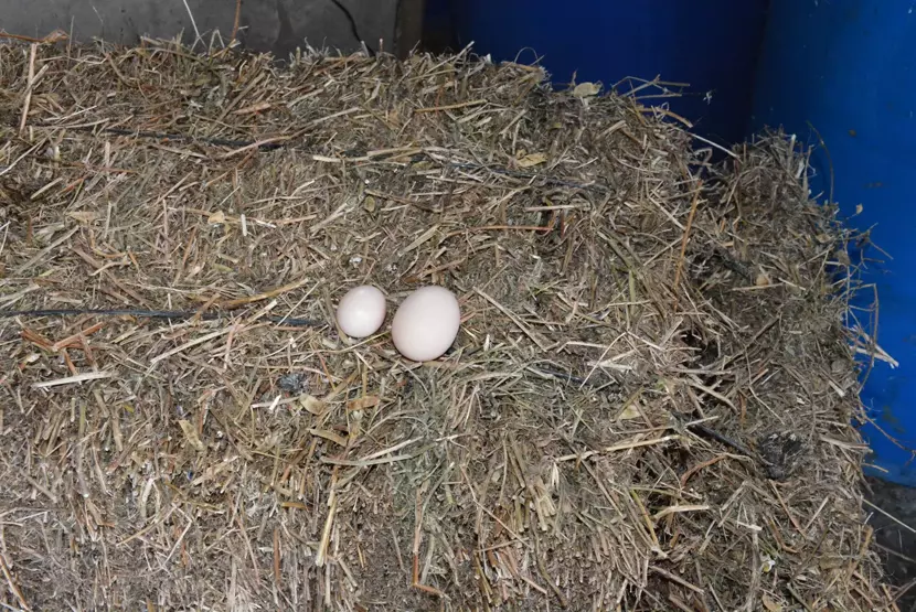 Horoz Yumurtasını Duyunca Şaşıracaksınız Uzmanlar Açıkladı-1