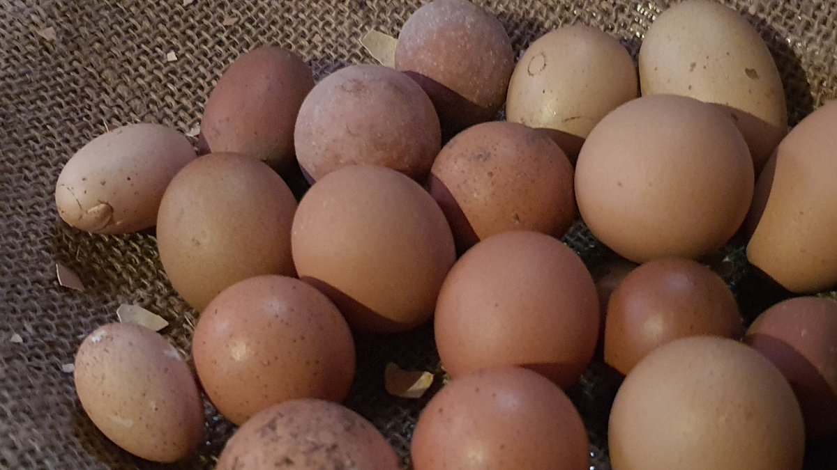 Horoz Yumurtasını Duyunca Şaşıracaksınız Uzmanlar Açıkladı