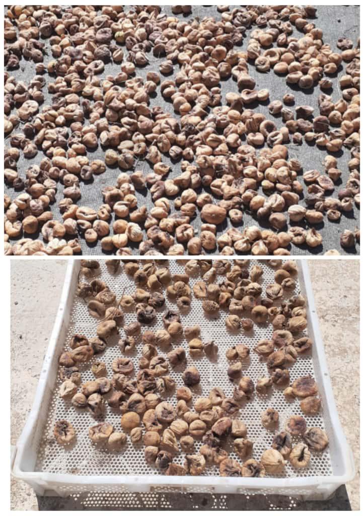 İzmir Büyükşehir’den Üreticiye Kerevet Desteği (3)