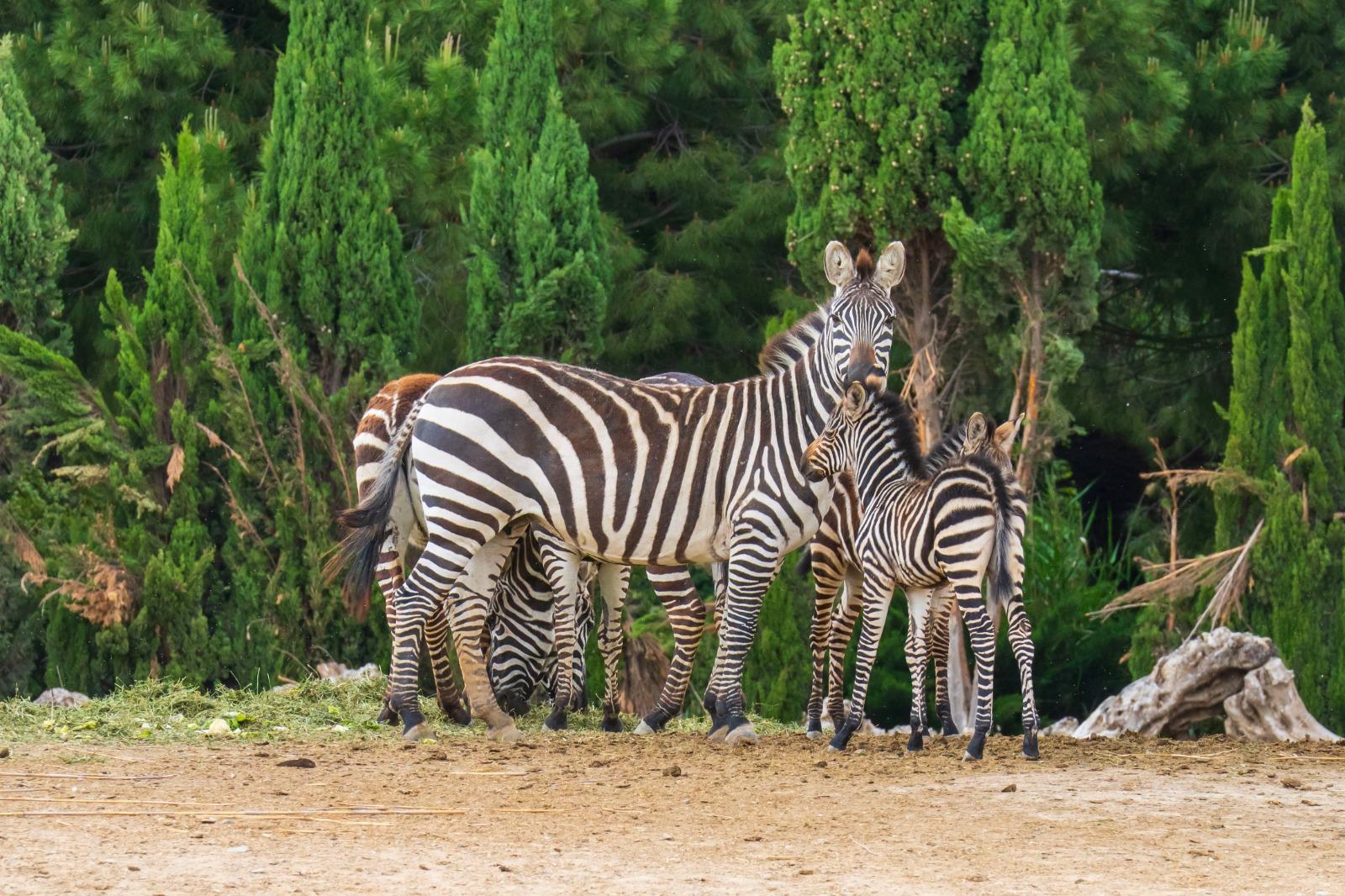 İzmir Doğal Yaşam Parkı Ara Tatilde Dolup Taştı (5)