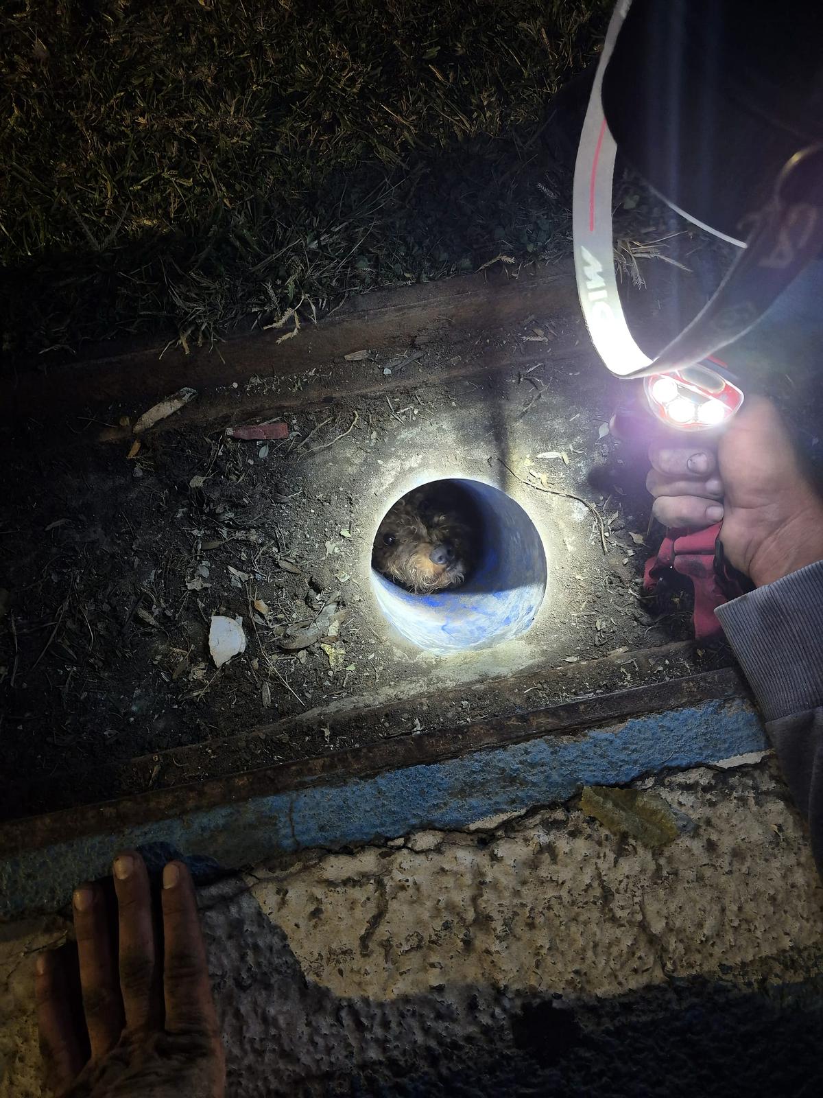 İzmir Itfaiyesi Can Dostların Kahramanı Oldu (3)