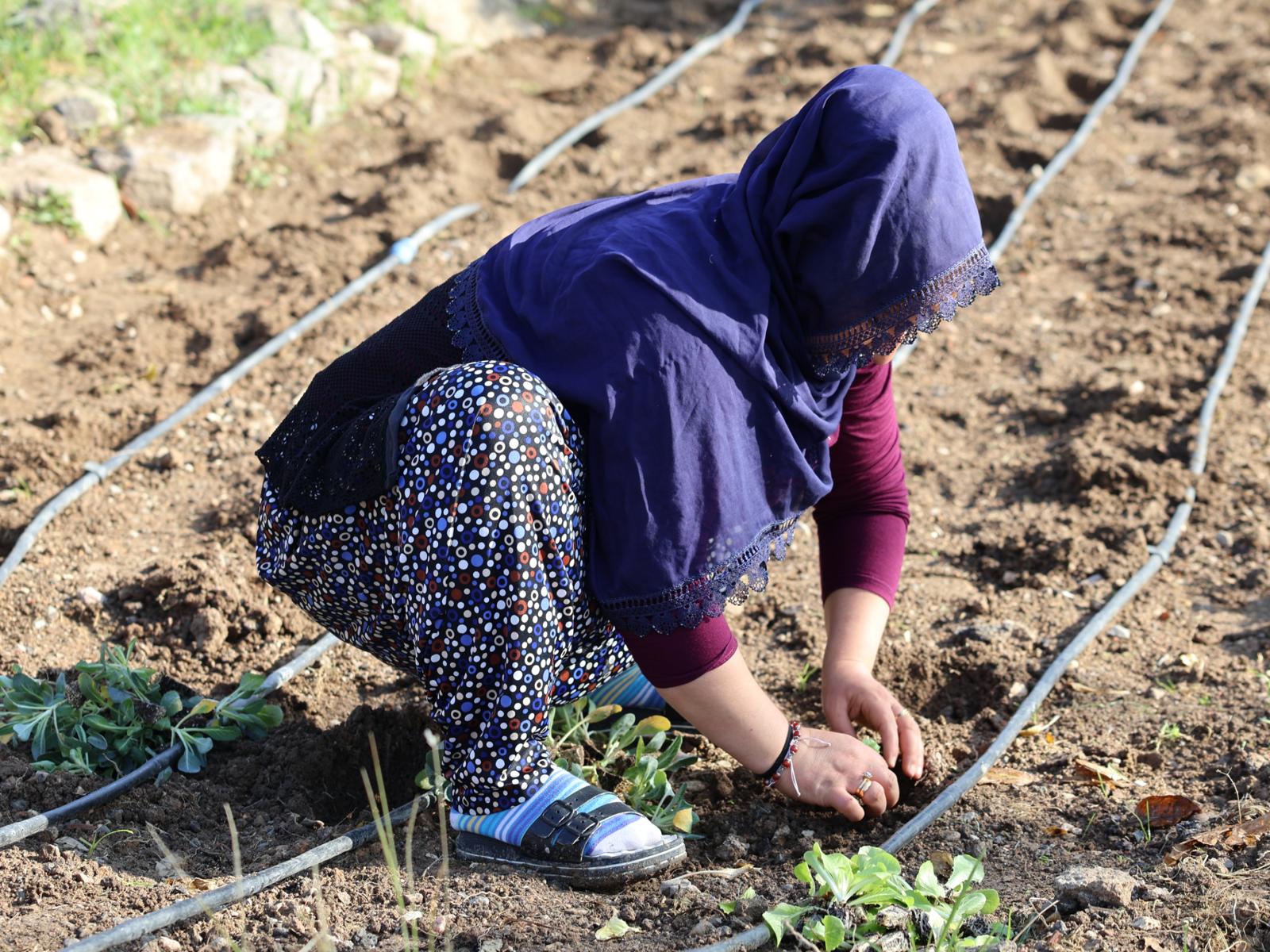 İzmir’in Mahalle Bostanlarında Kış Dikimleri Heyecanı Başladı (14)