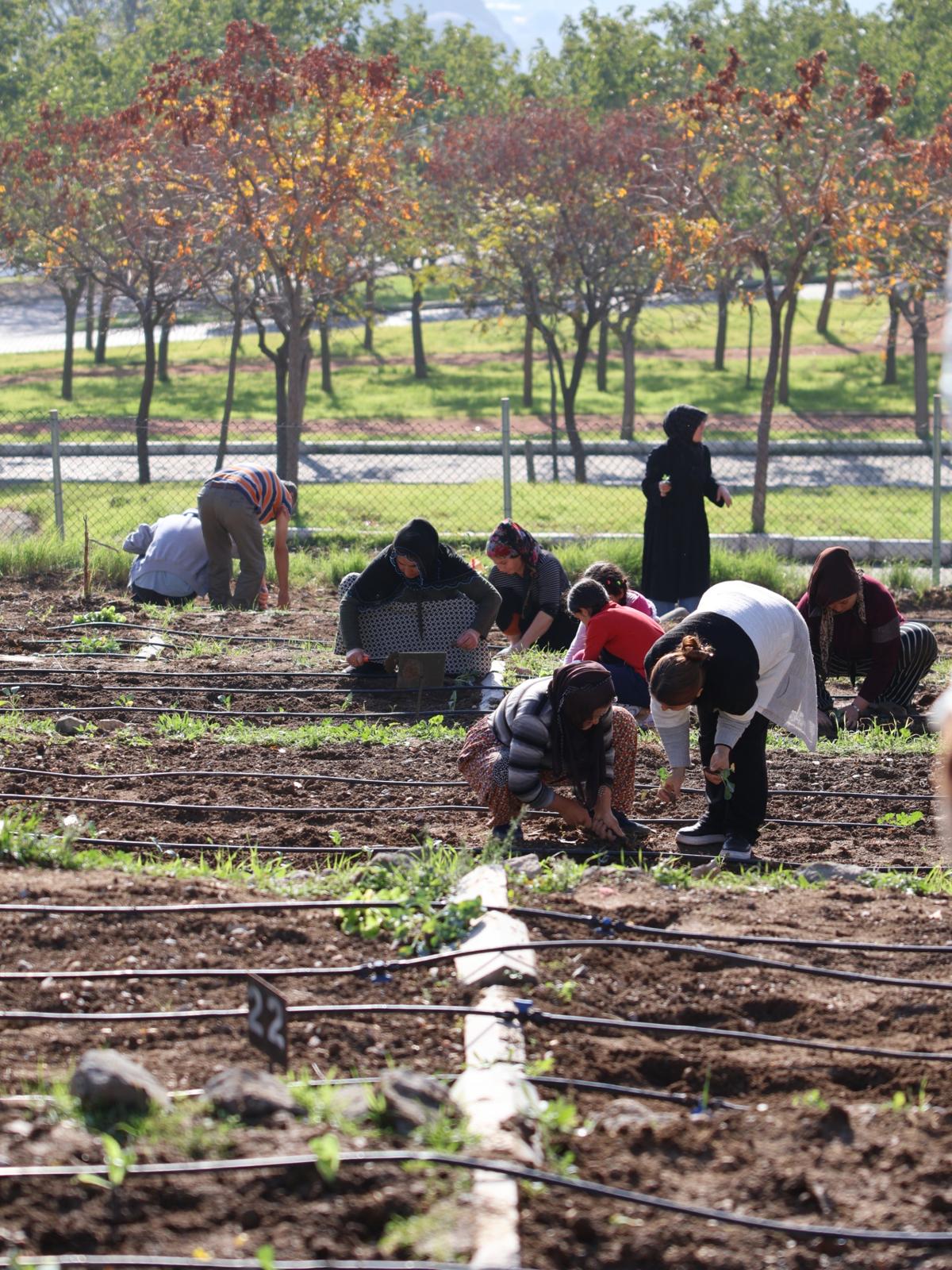İzmir’in Mahalle Bostanlarında Kış Dikimleri Heyecanı Başladı (15)