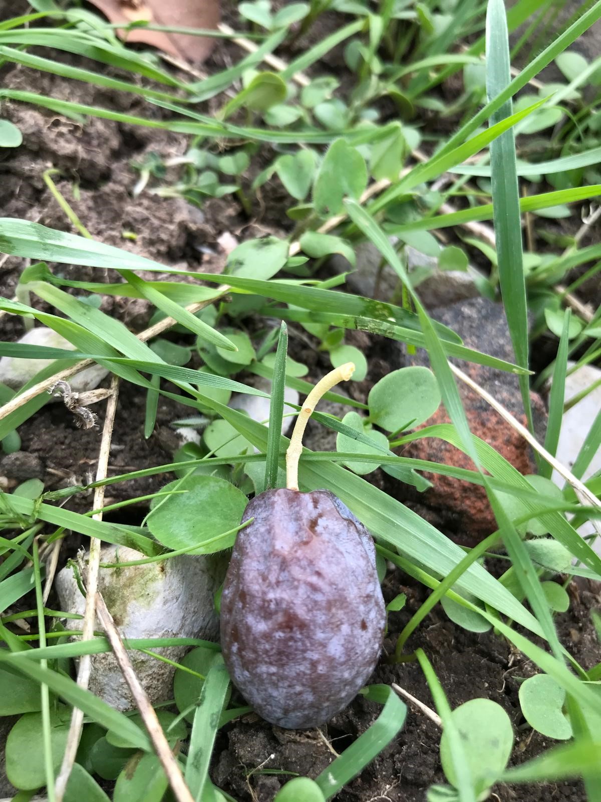 Karaburun’da Kendiliğinden Olgunlaşan Furma Zeytini Hasadı Başladı (3)