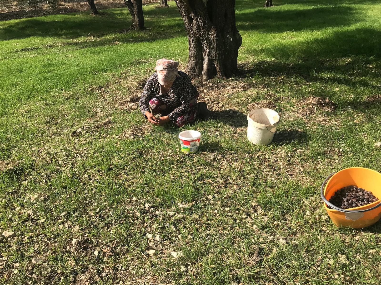 Karaburun’da Kendiliğinden Olgunlaşan Furma Zeytini Hasadı Başladı (5)