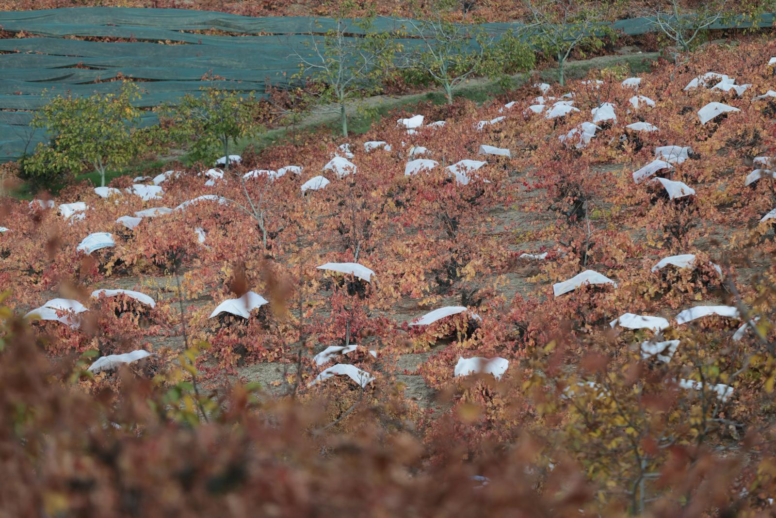 Kavacık’ın Coğrafi Işaretli Üzümü Ilgi Odağı Oldu (4)