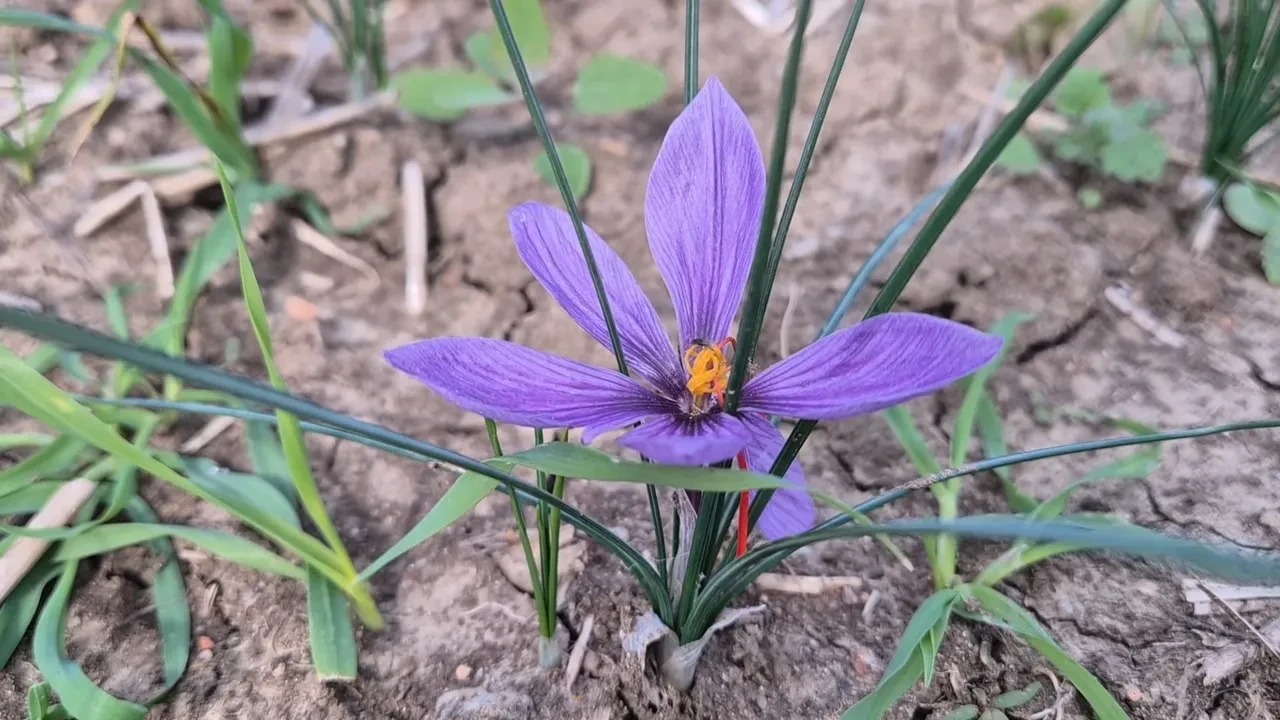Kilosu 600 Bin Tl’yi Buldu Sinirleri Yatıştırıyor, Tatlıdan Kozmetiğe Her Yerde Kullanılıyor! (3)