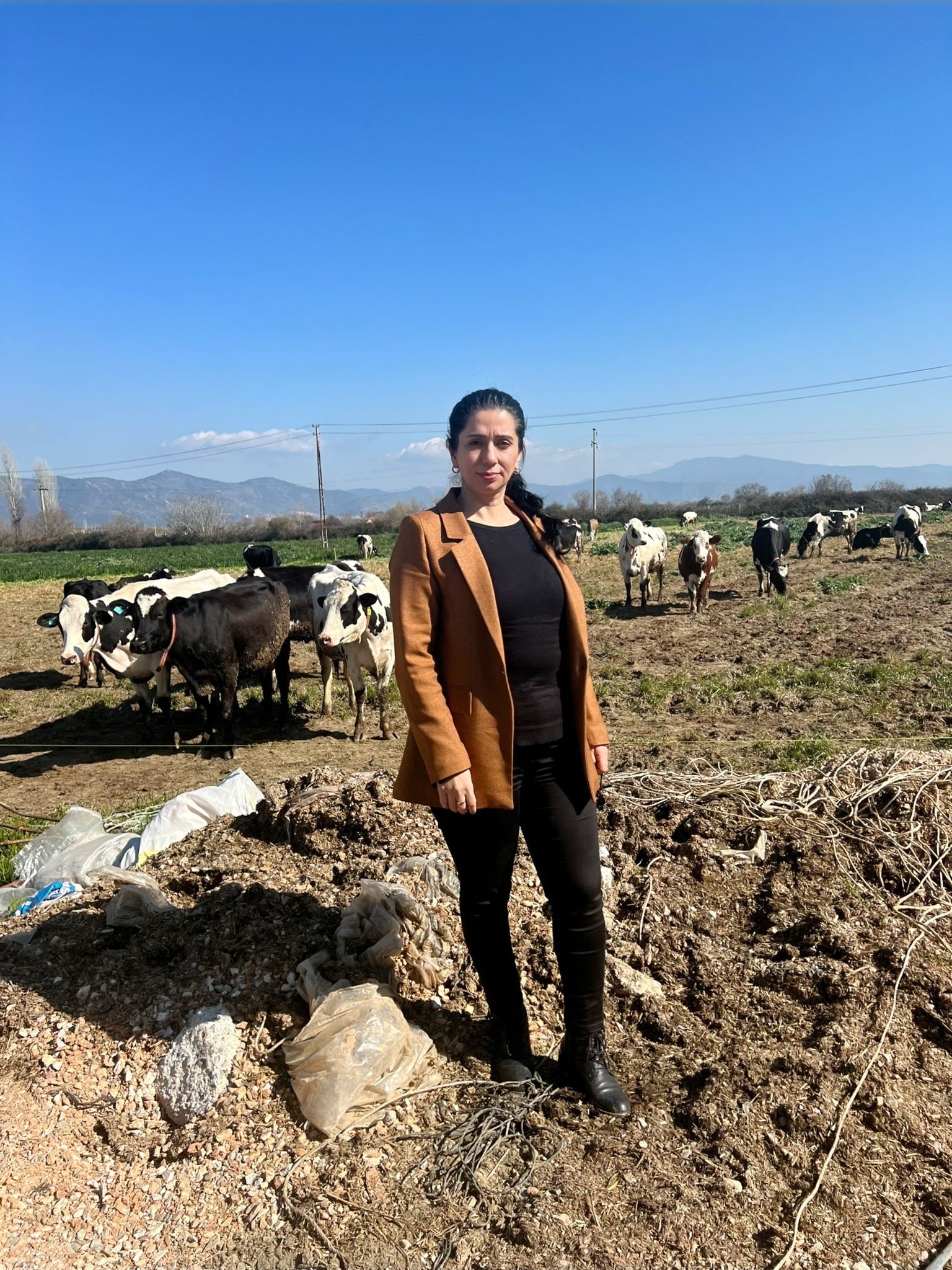 Küçük Menderes Havzası’nda Şap Hastalığı Gerekçesiyle Uygulanan Hayvan Hareketi Kısıtlamaları, Hastalığın Görülmediği Işletmeleri Bile Etkileyerek Bölgedeki Hayvancılık Piyasasını Felç Etti. (1)