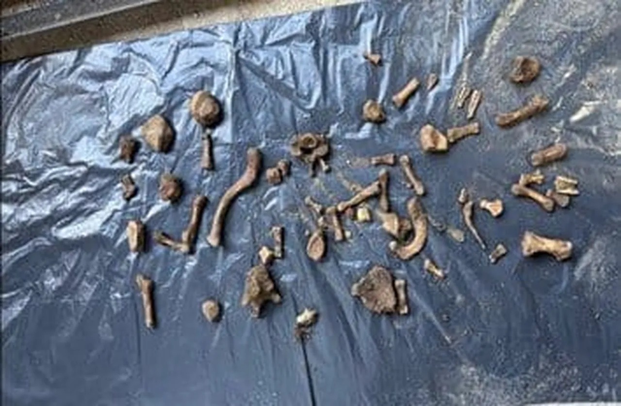 Müge Anlı'daki Emrah Elveren Cinayetinde Her Şey Ortaya Çıktı! 4 Yıl Sonra Dişleri Ve Kemikleri Bulundu (2)