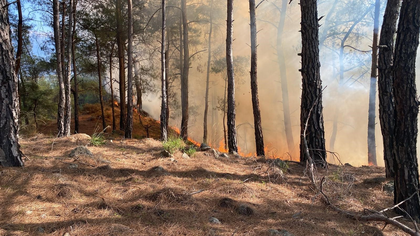Muğla’da Orman Yangını Paniği! Alevler Hızla Yayıldı (2)