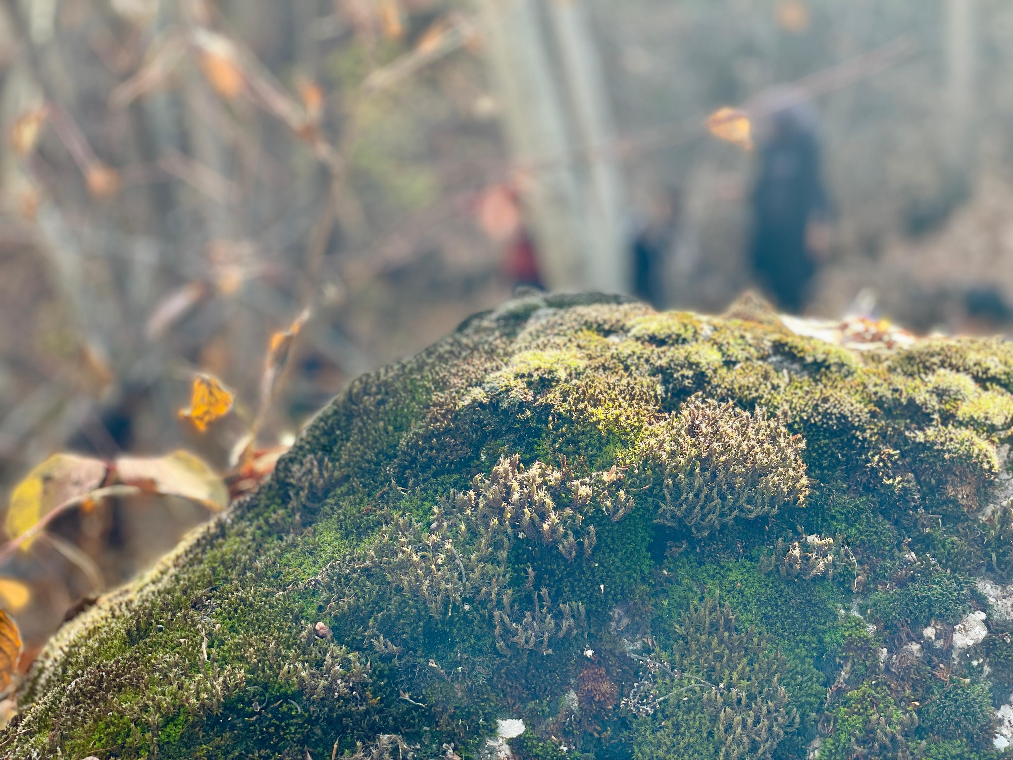 Ölbe Vadisi Sonbaharda Açan Çiğdemlerle Doğaseverleri Ağırladı (3)