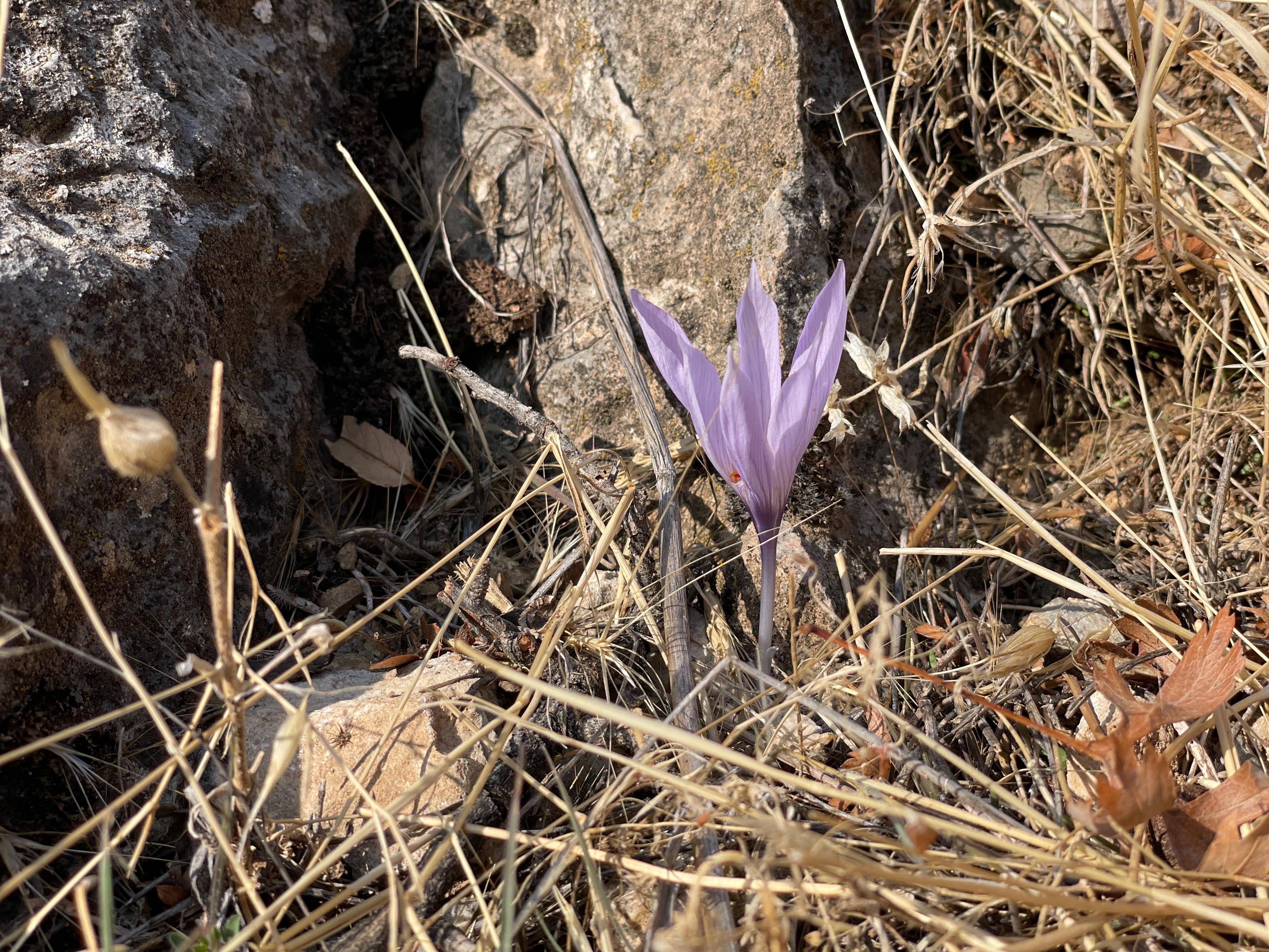 Ölbe Vadisi Sonbaharda Açan Çiğdemlerle Doğaseverleri Ağırladı (5)