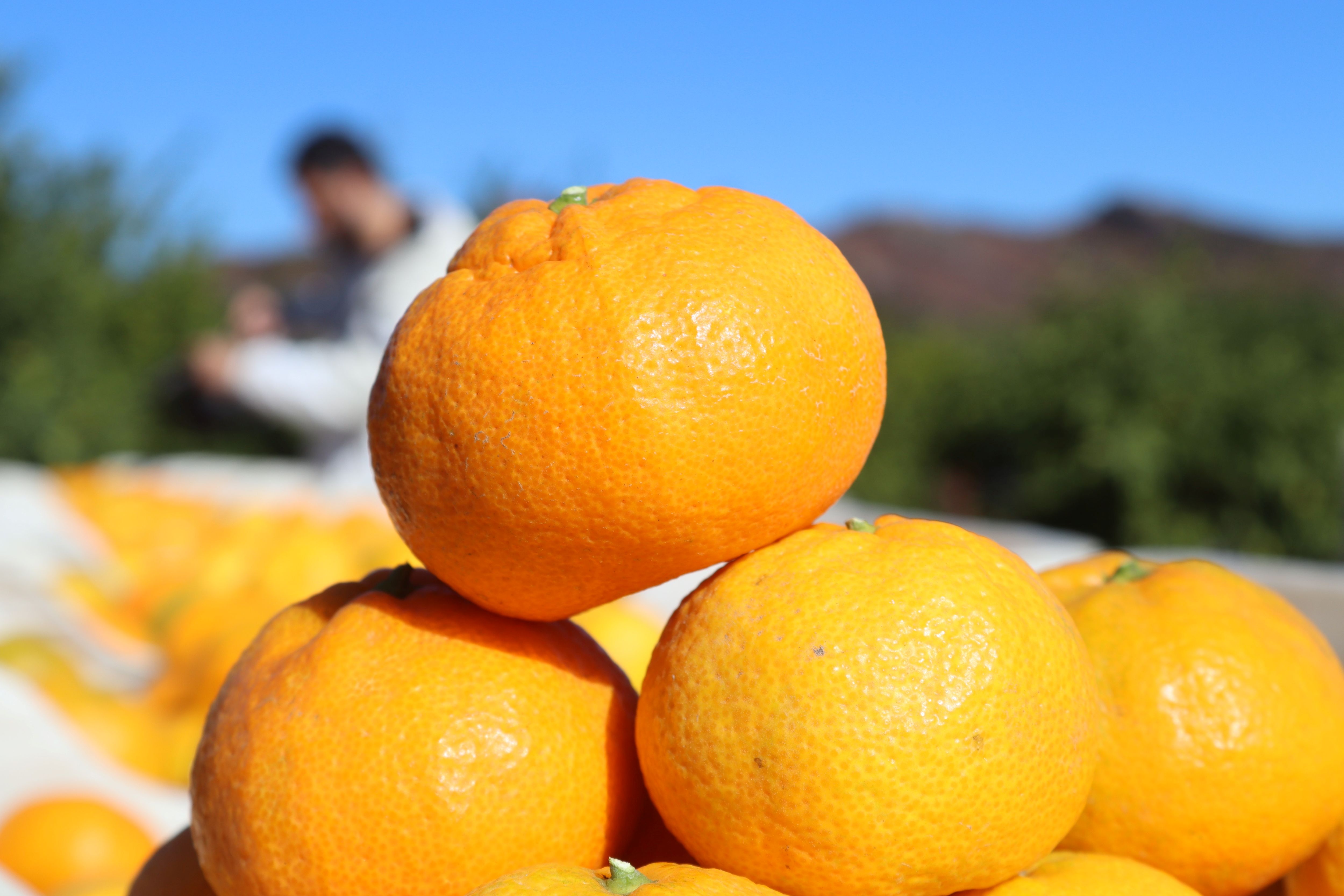 Seferihisar'da Hasat Başladı Satsuma Mandalinası Yok Satıyor! (2)