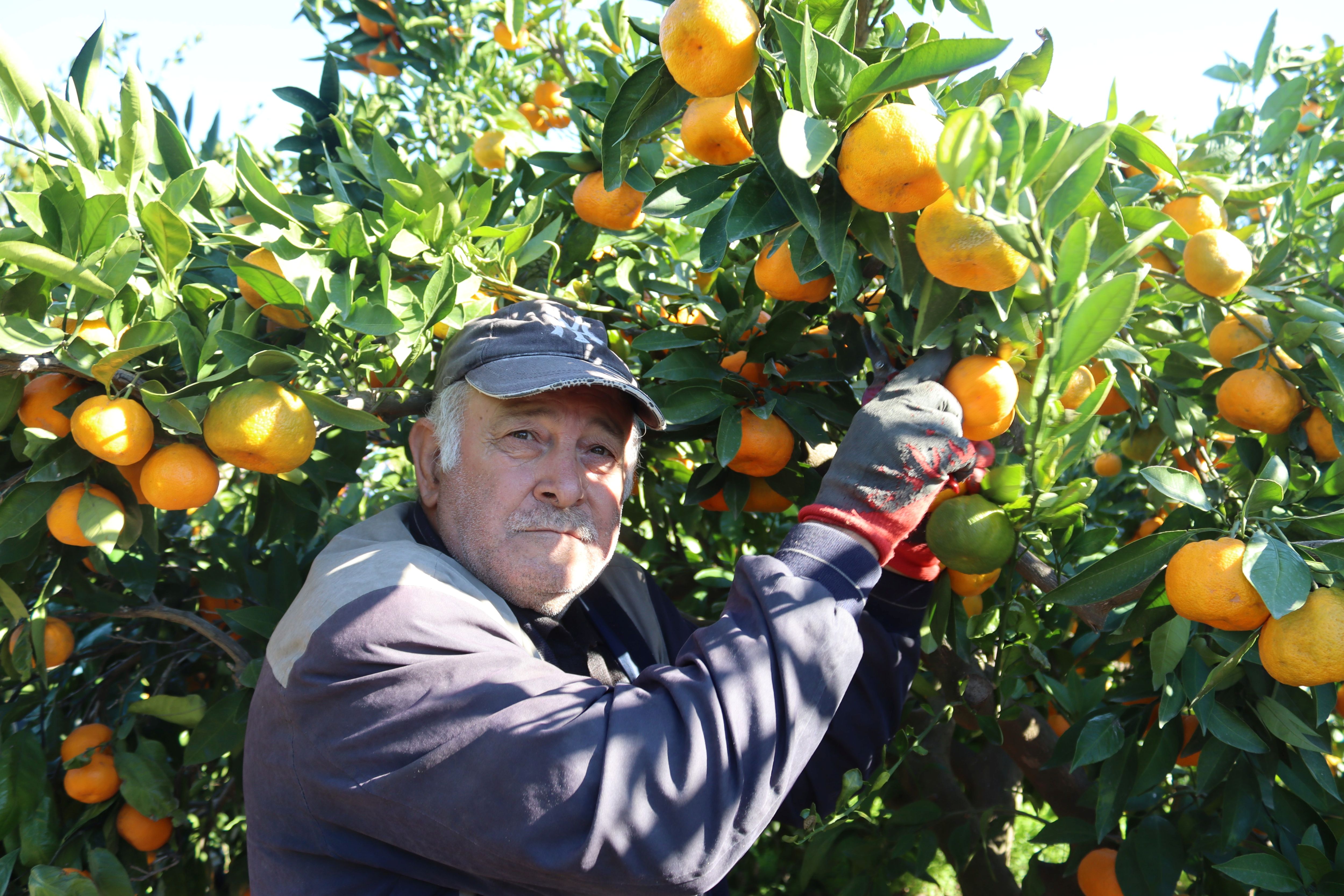 Seferihisar'da Hasat Başladı Satsuma Mandalinası Yok Satıyor! (3)