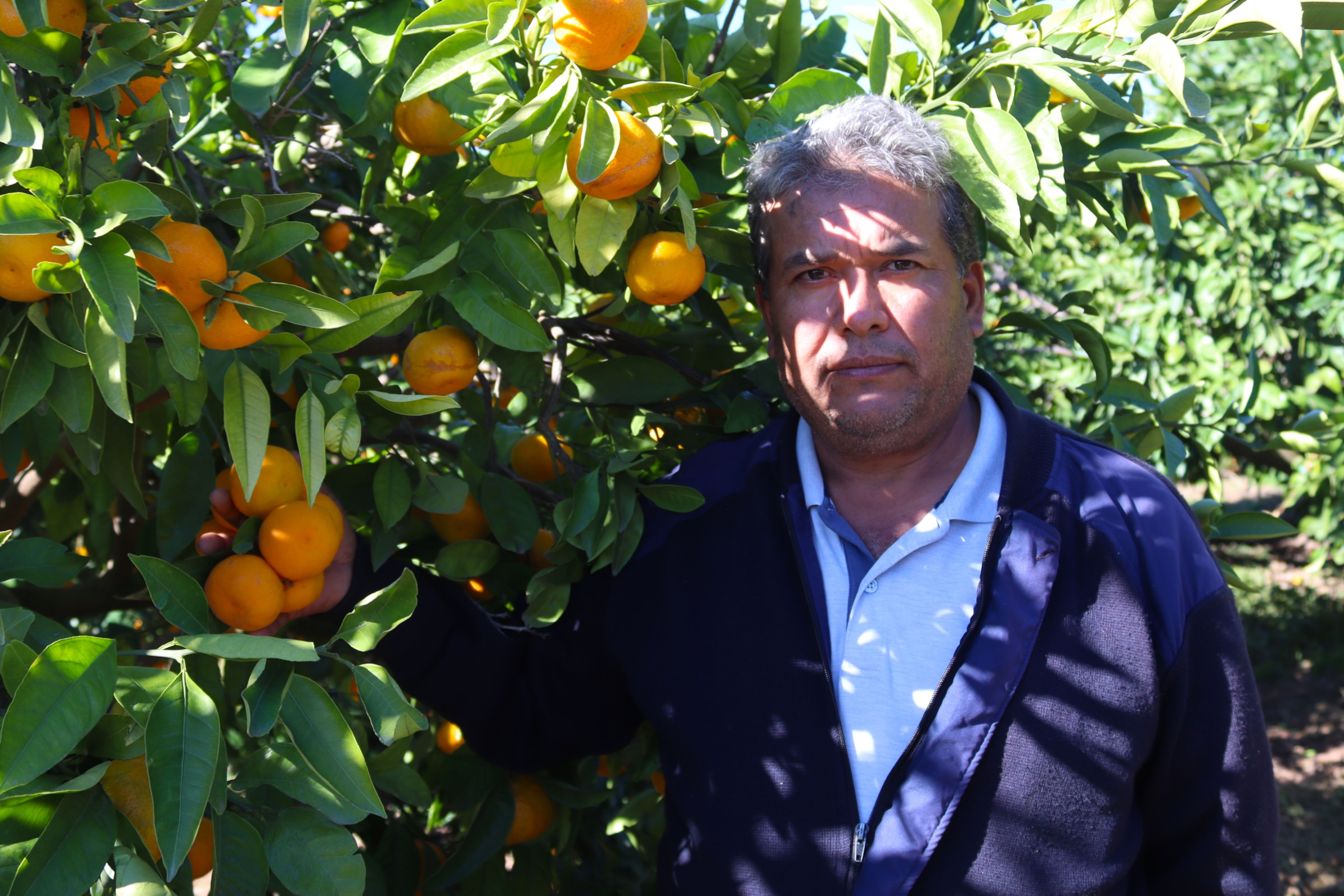 Seferihisar'da Hasat Başladı Satsuma Mandalinası Yok Satıyor! (5)