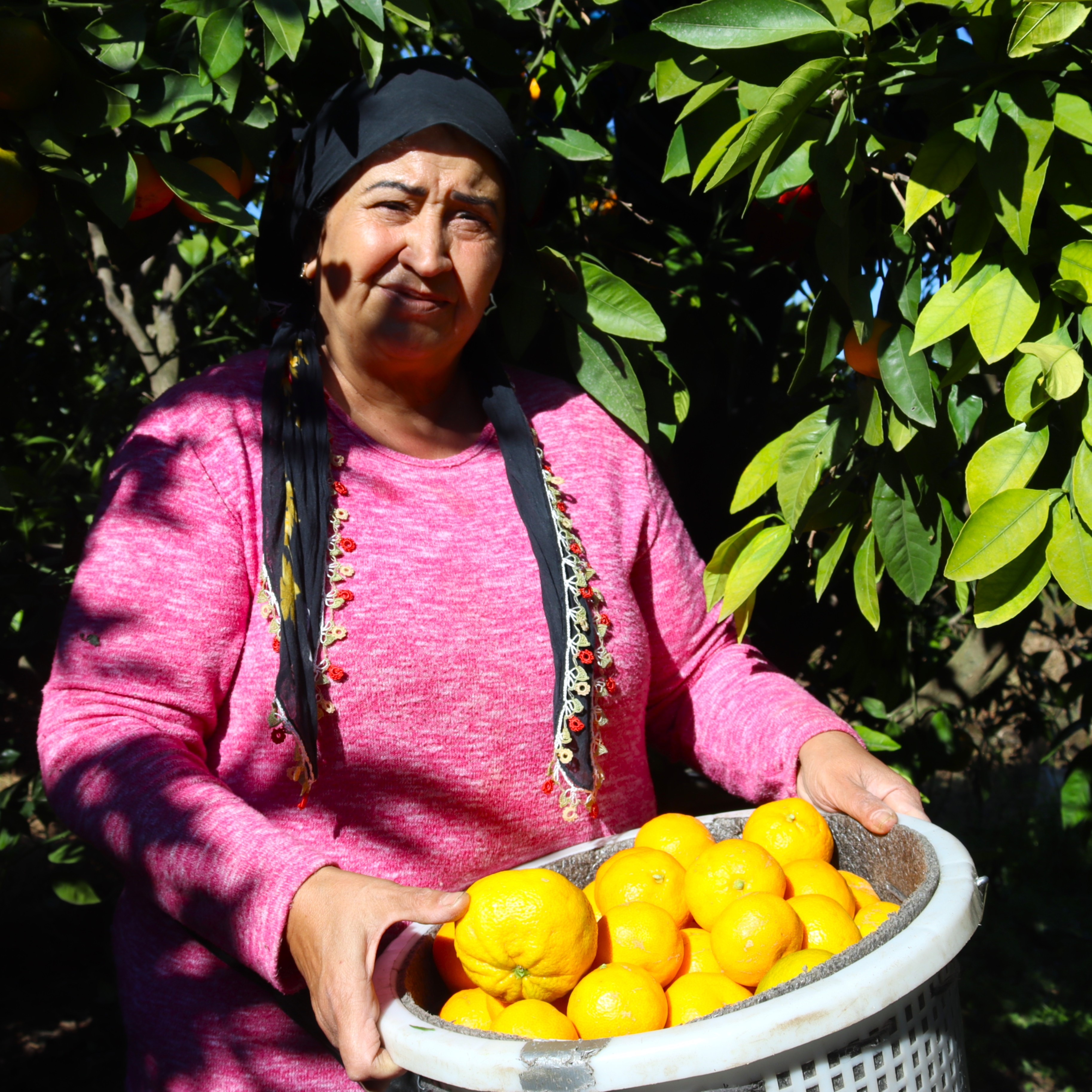 Seferihisar'da Hasat Başladı Satsuma Mandalinası Yok Satıyor! (6)