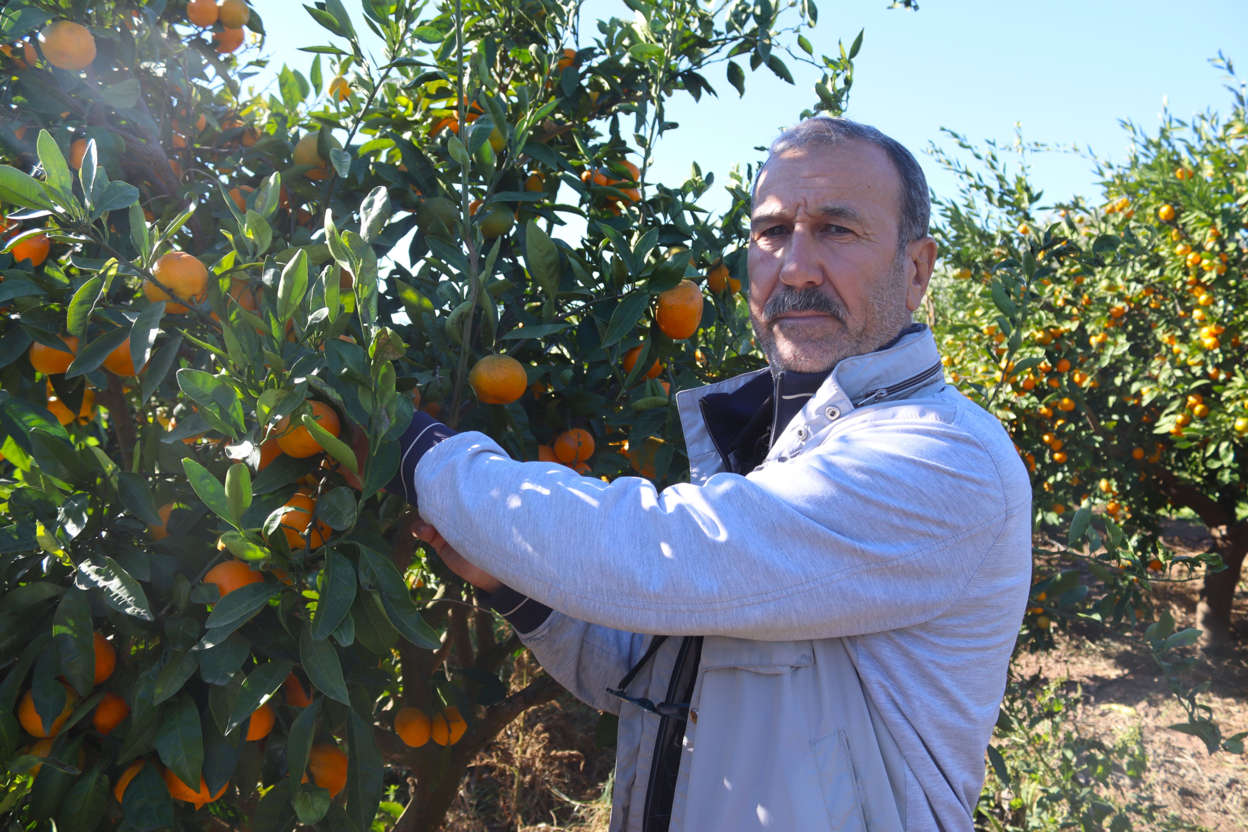 Seferihisar'da Hasat Başladı Satsuma Mandalinası Yok Satıyor! (8)