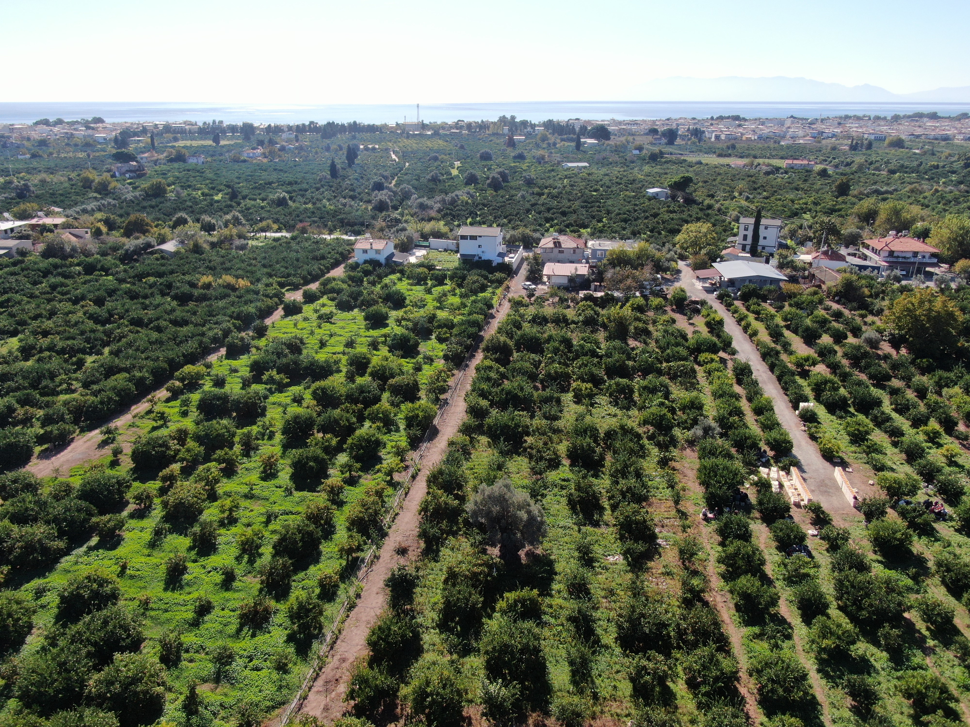 Seferihisar'da Hasat Başladı Satsuma Mandalinası Yok Satıyor! (9)