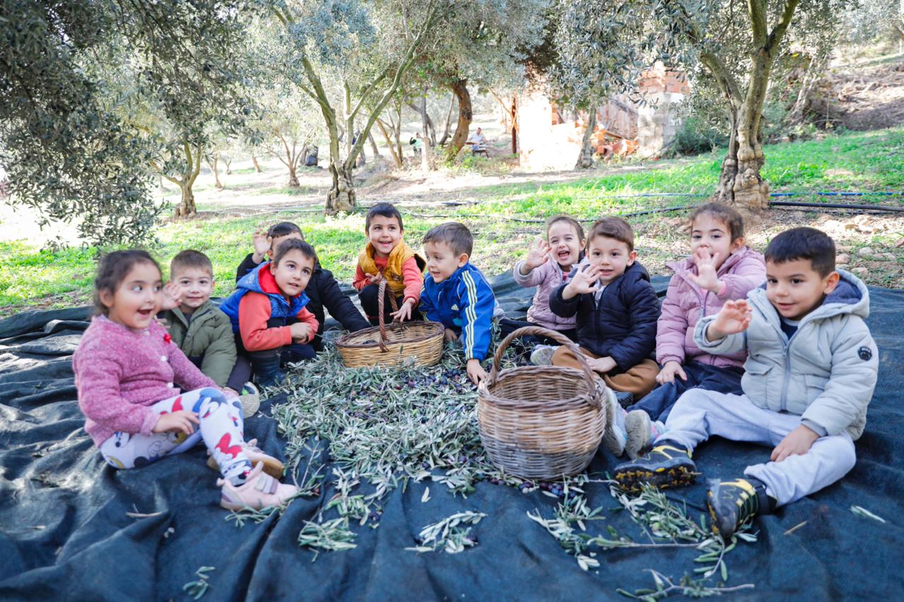 Seferihisar’da Minik Eller Zeytin Topladı (1)-1
