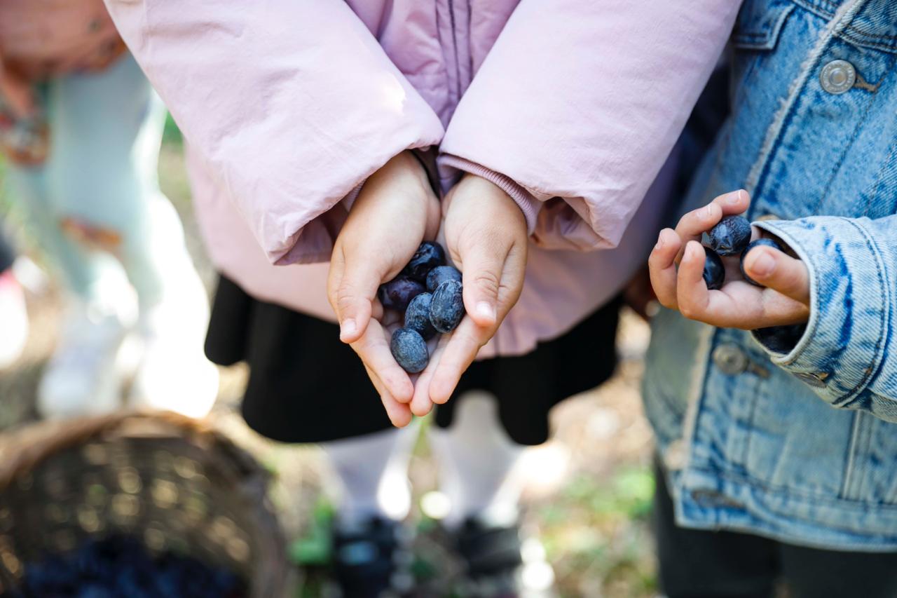 Seferihisar’da Minik Eller Zeytin Topladı (3)