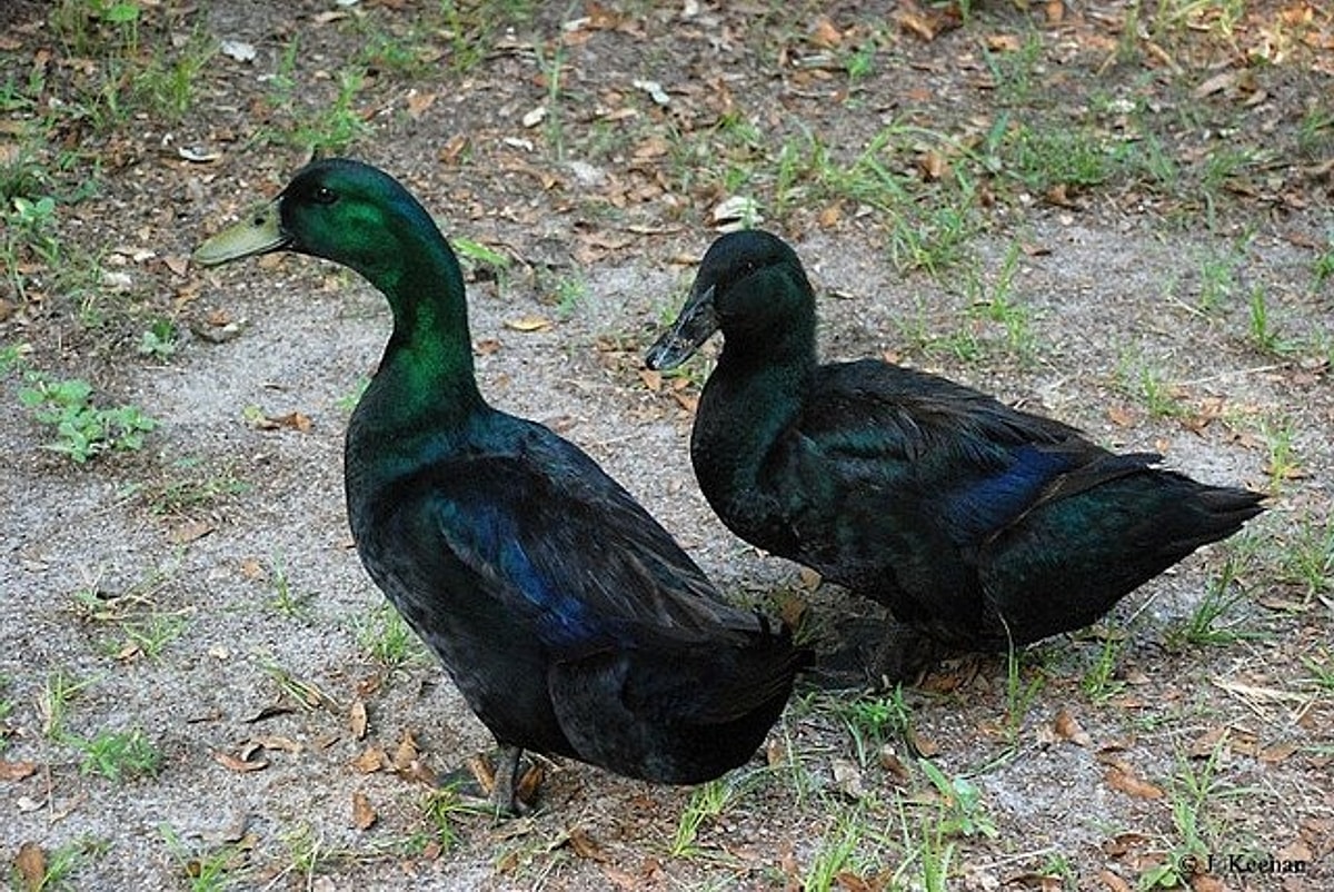Son Dönemde Nadir Bulunan Ve Koyu Siyah Kabuklarıyla Dikkat Çeken Cayuga Yumurtaları, Küresel Pazarda “Altından Değerli” Olarak Anılmaya Başlandı. (2)