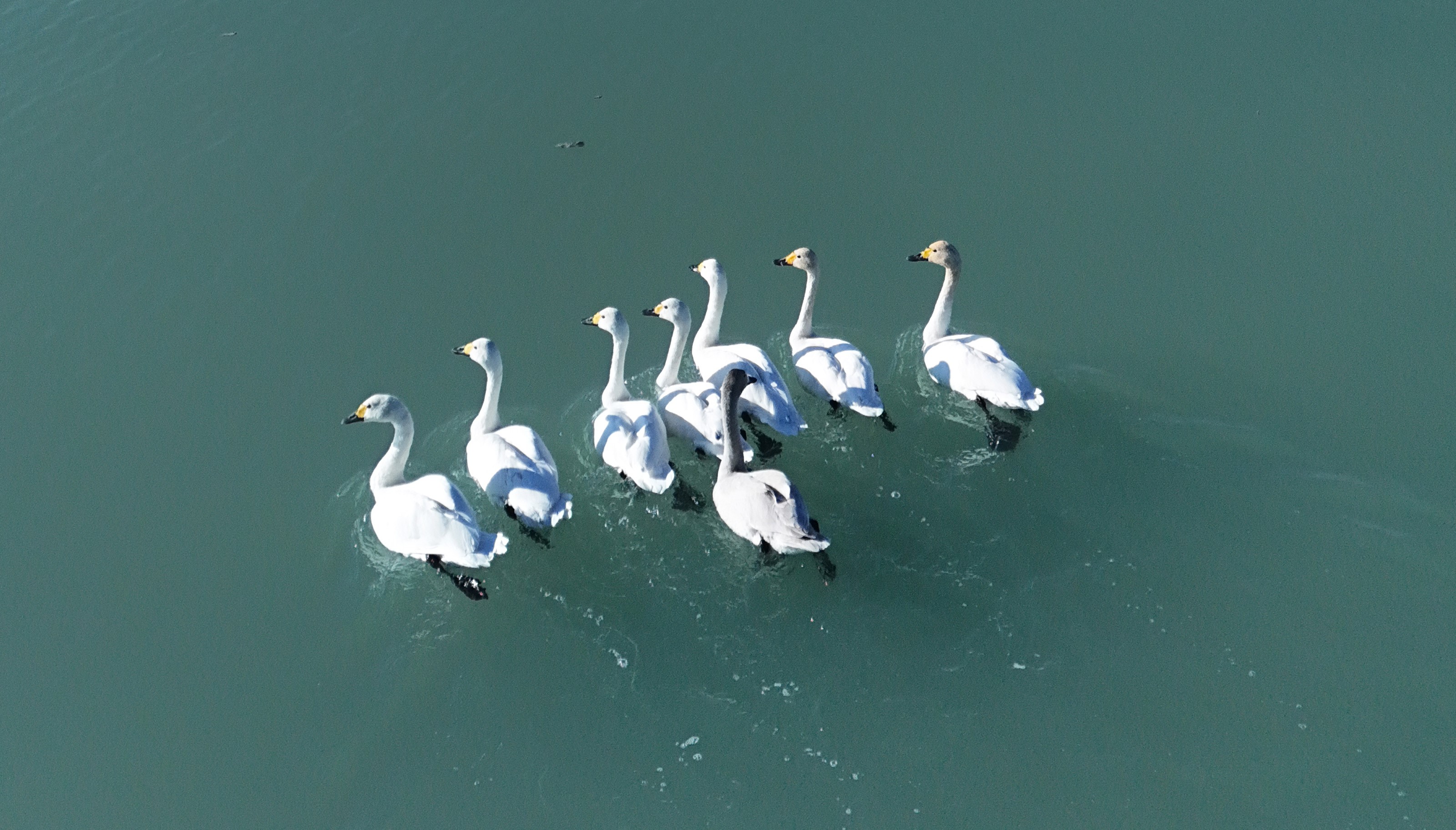 Süphan Dağı Eşliğinde Kuğuların Zarif Dansı (1)