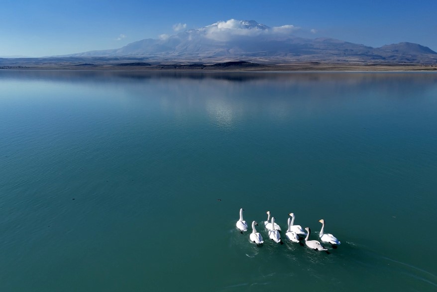 Süphan Dağı Eşliğinde Kuğuların Zarif Dansı (3)