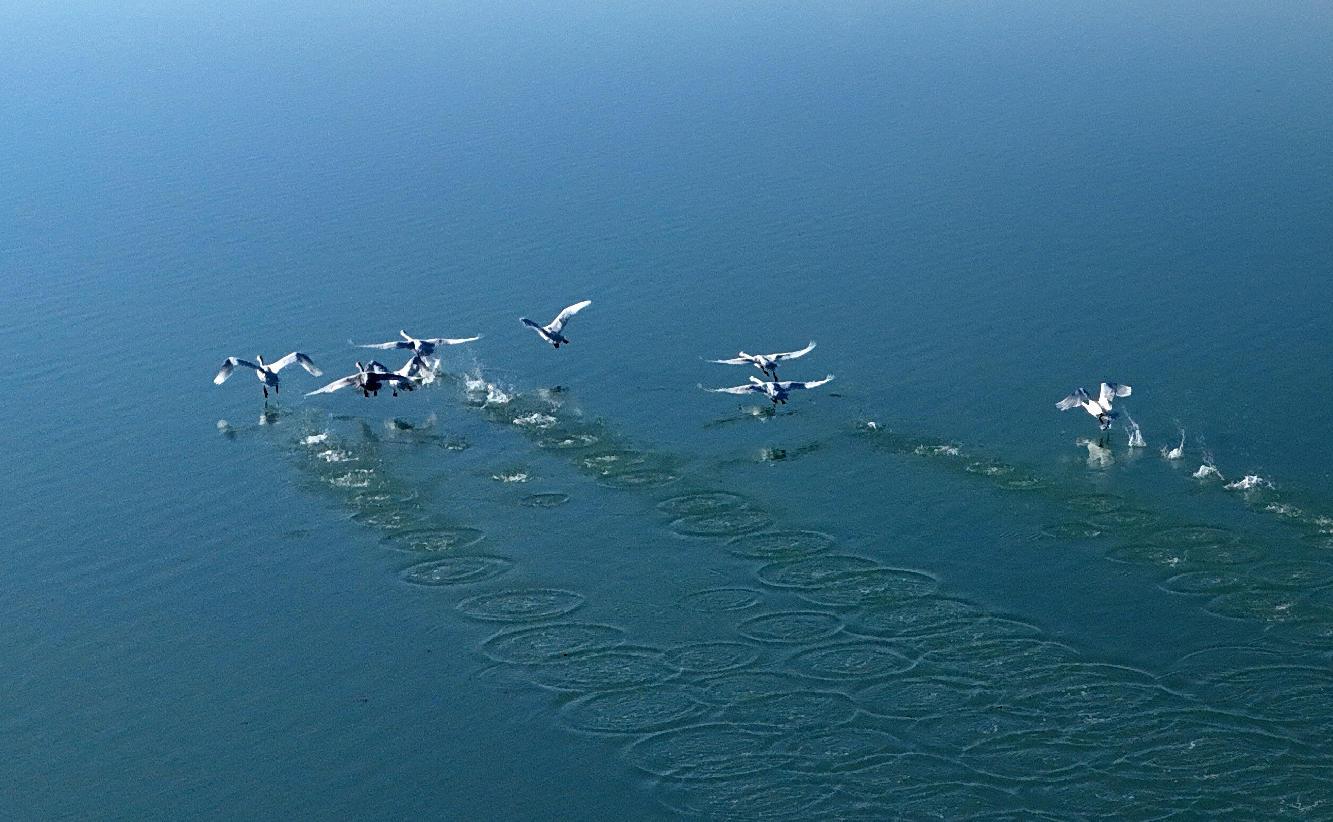 Süphan Dağı Eşliğinde Kuğuların Zarif Dansı (4)