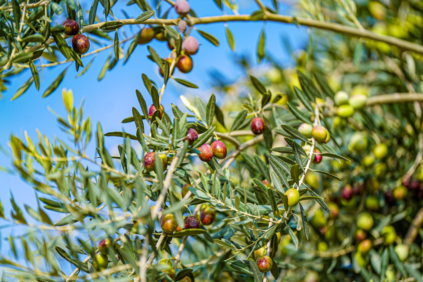 Torbalı’dan Dünyaya Zeytinyağı Hamlesi (1)