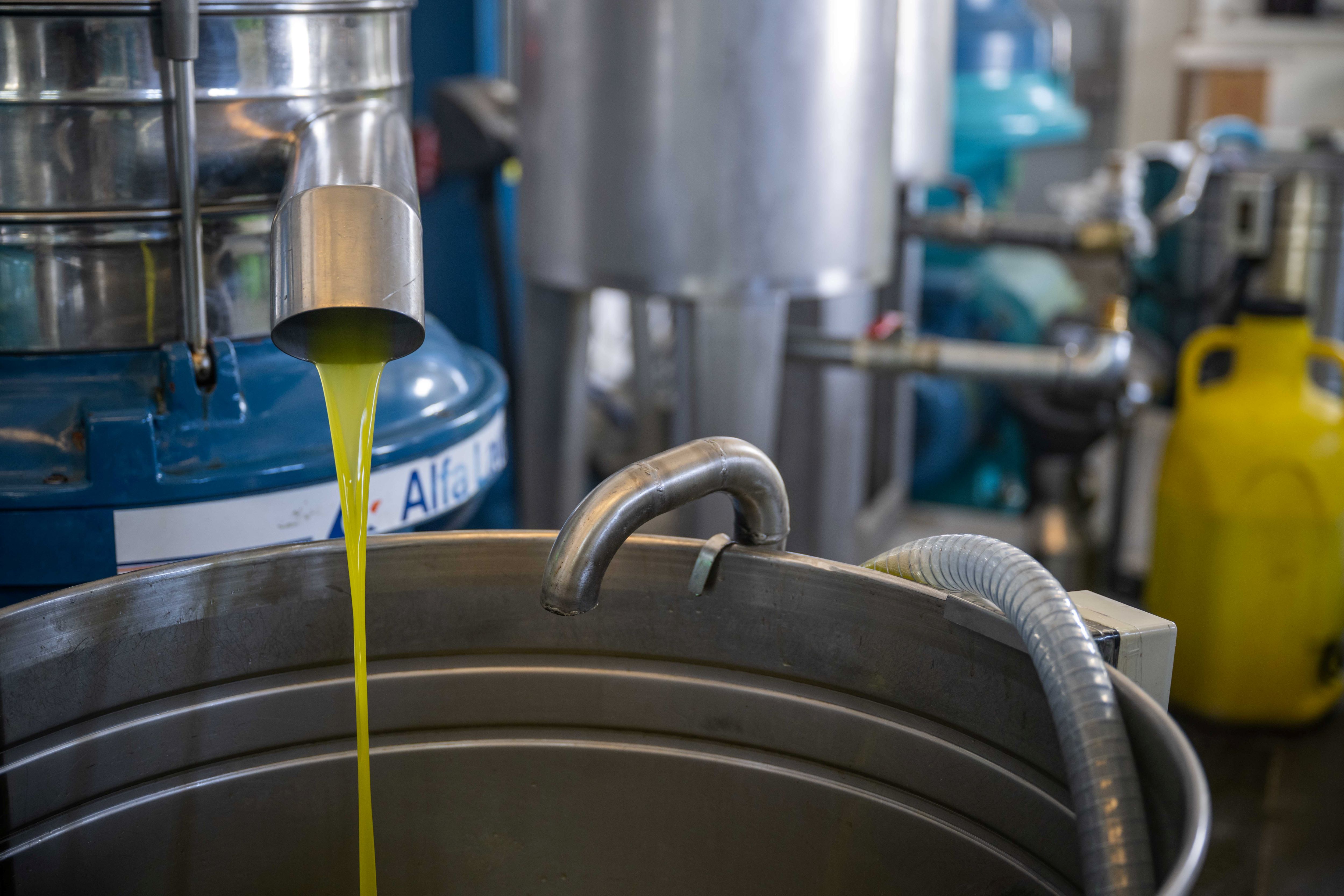 Üreticiyi Rahatlatan Zeytin Desteği (3)