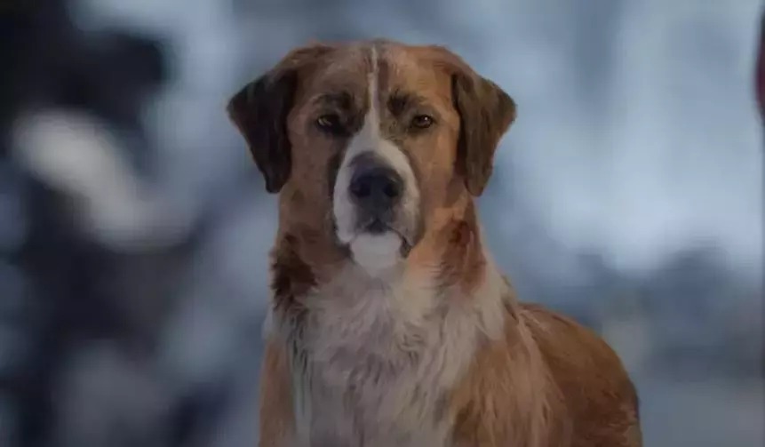 Vahşetin Çağrısı Filminin Konusu Nedir, Oyuncuları Kimler, Ne Anlatıyor