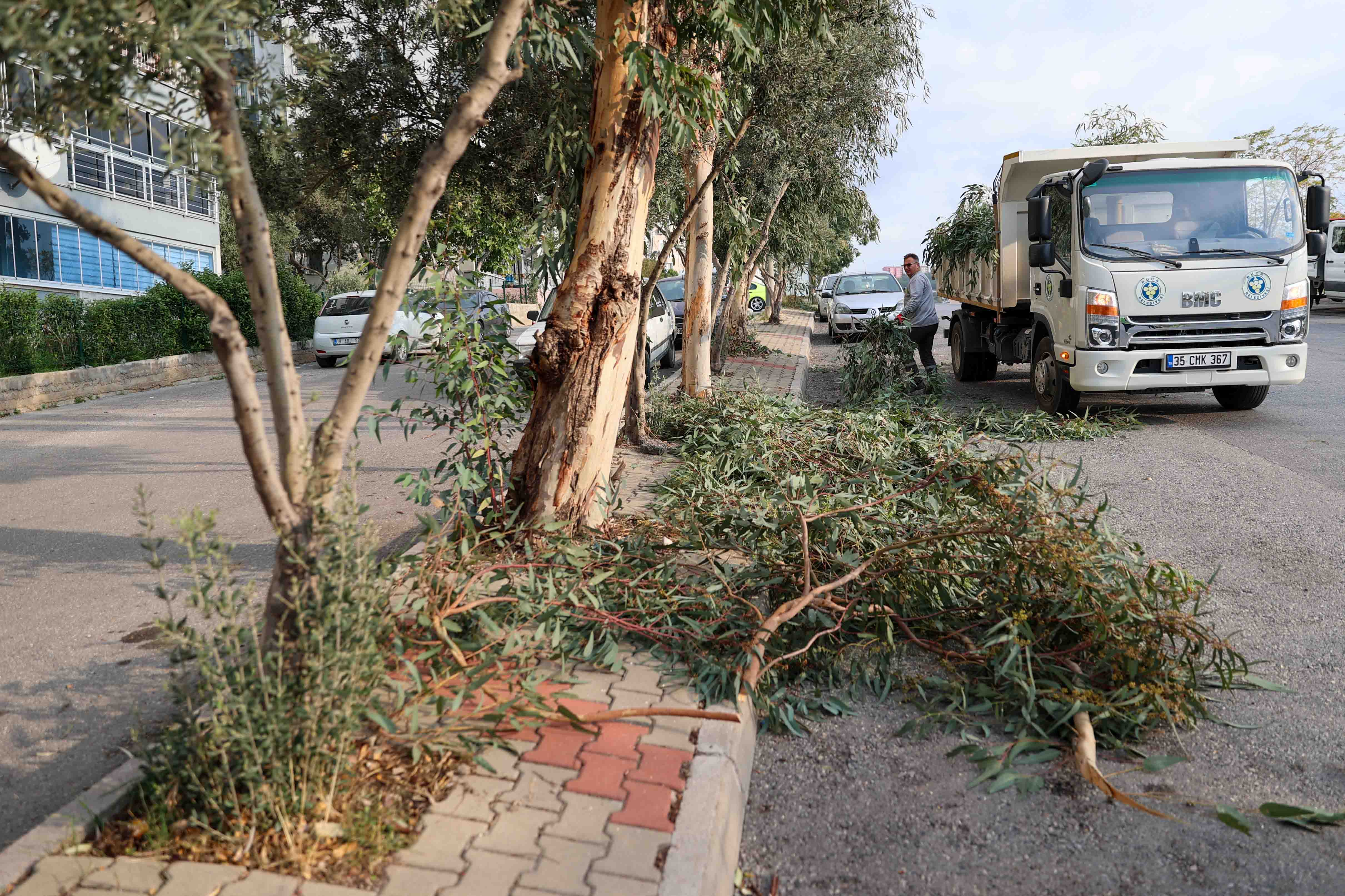 Yeşil Buca Için Çalışmalar Sürüyor Ağaçlar Tek Tek Kontrol Ediliyor (4)